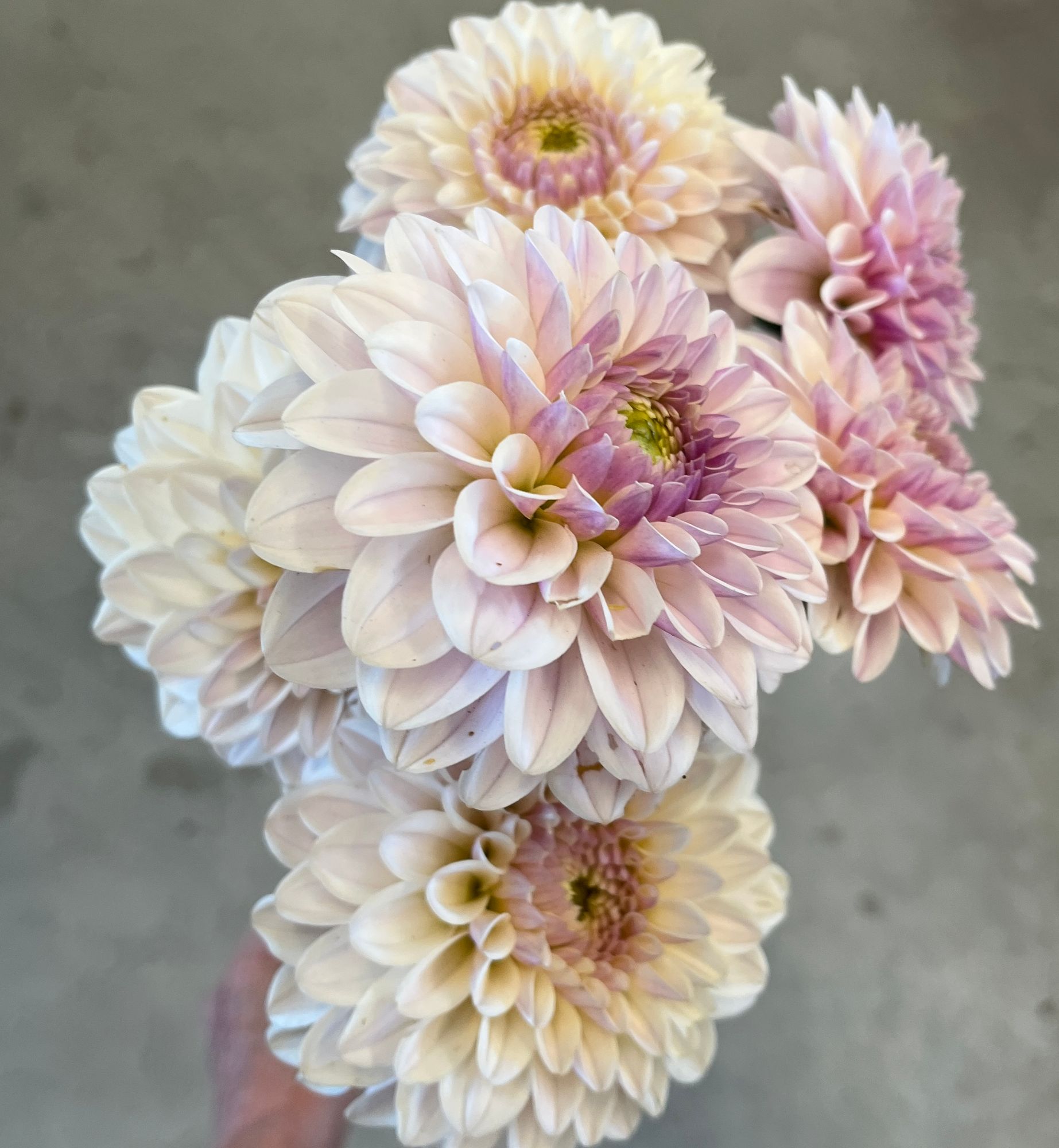 DAHLIA Pink Silk