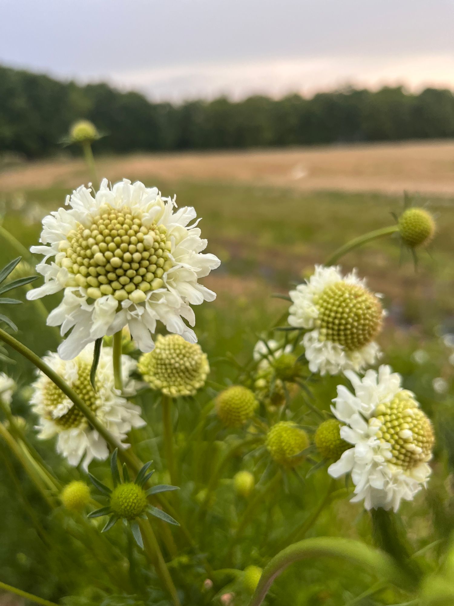 SCABIOSA atropurpurea Snowmaiden