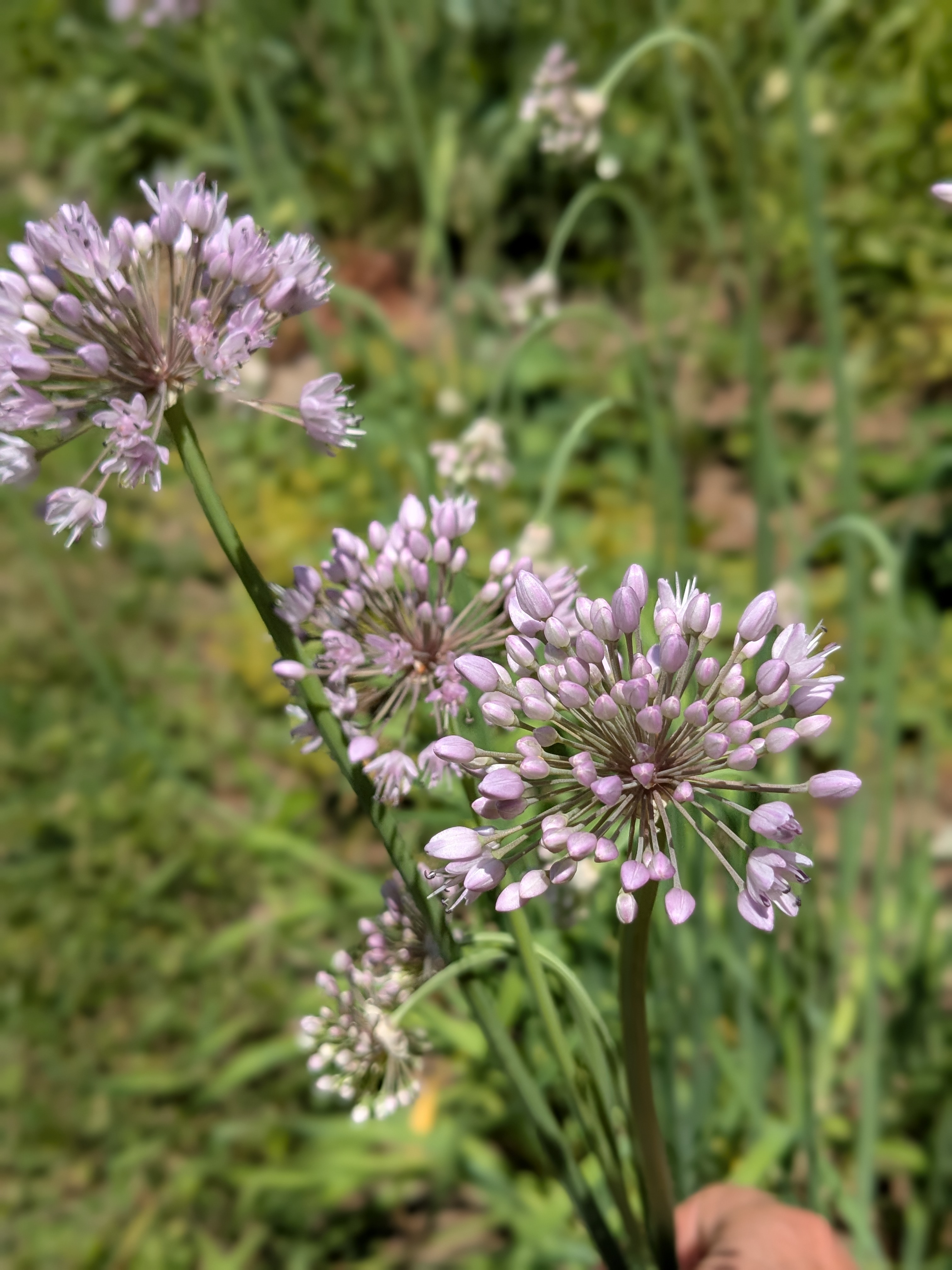ALLIUM lusitanicum Summer Beauty