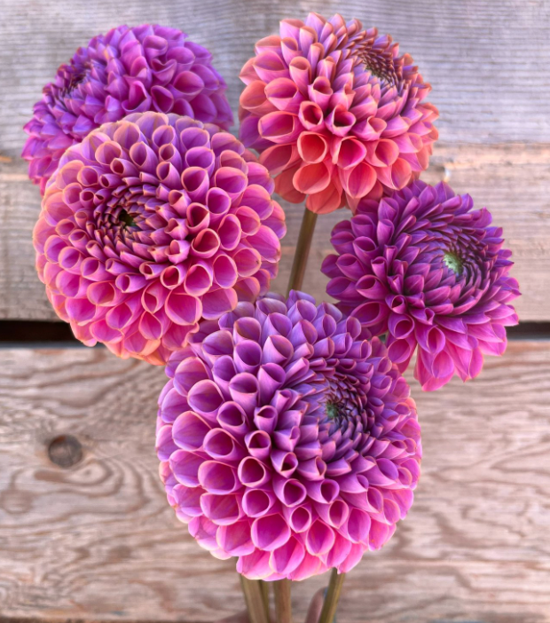 DAHLIA Isabel