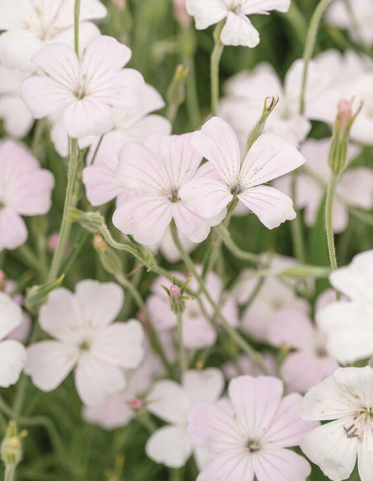 AGROSTEMMA githago Blossom Pearl