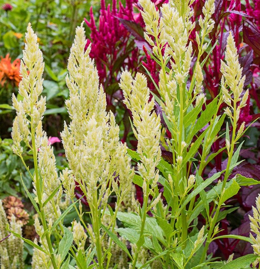 CELOSIA argentea var. plumosa Sylphid
