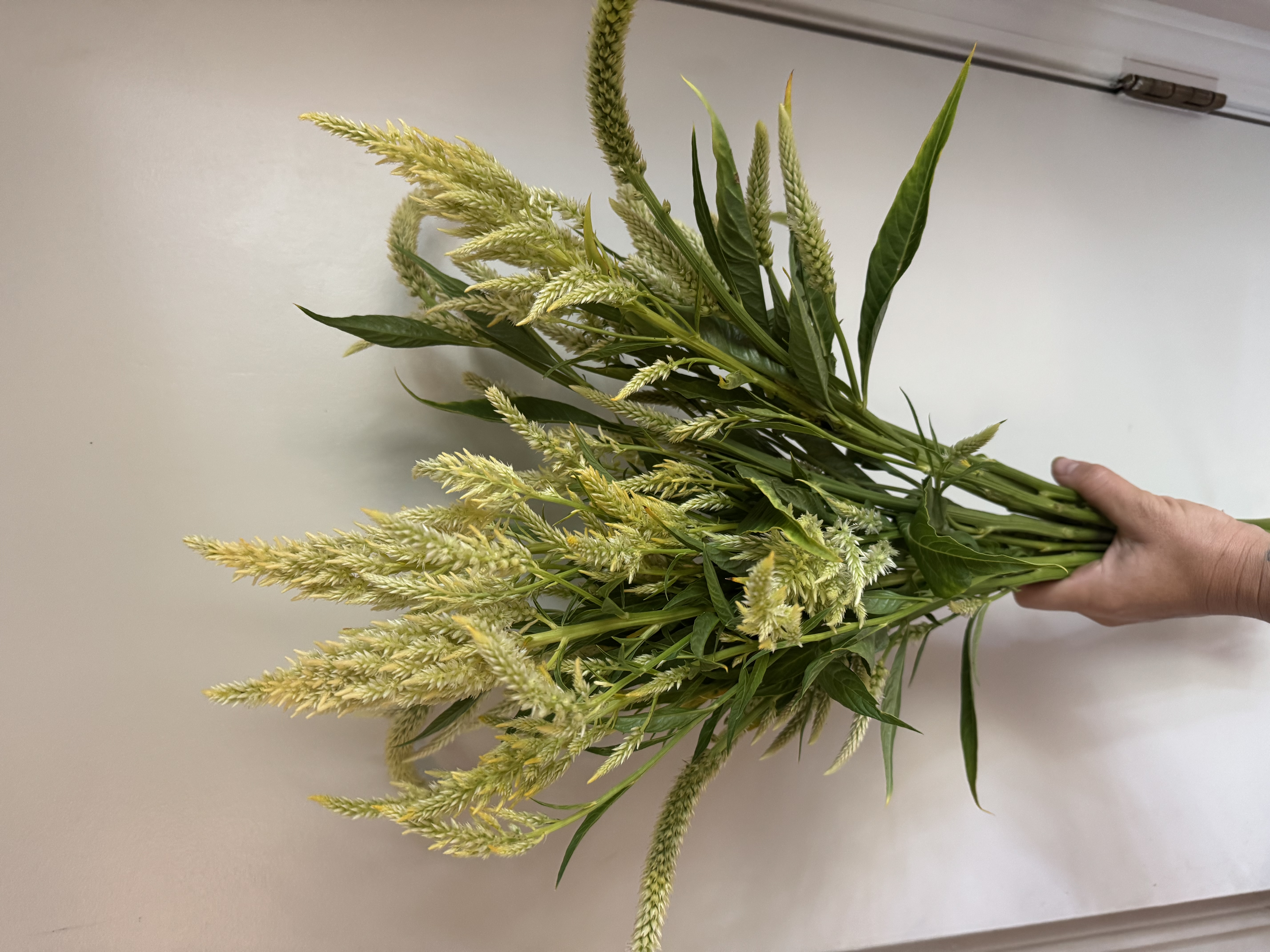 CELOSIA argentea