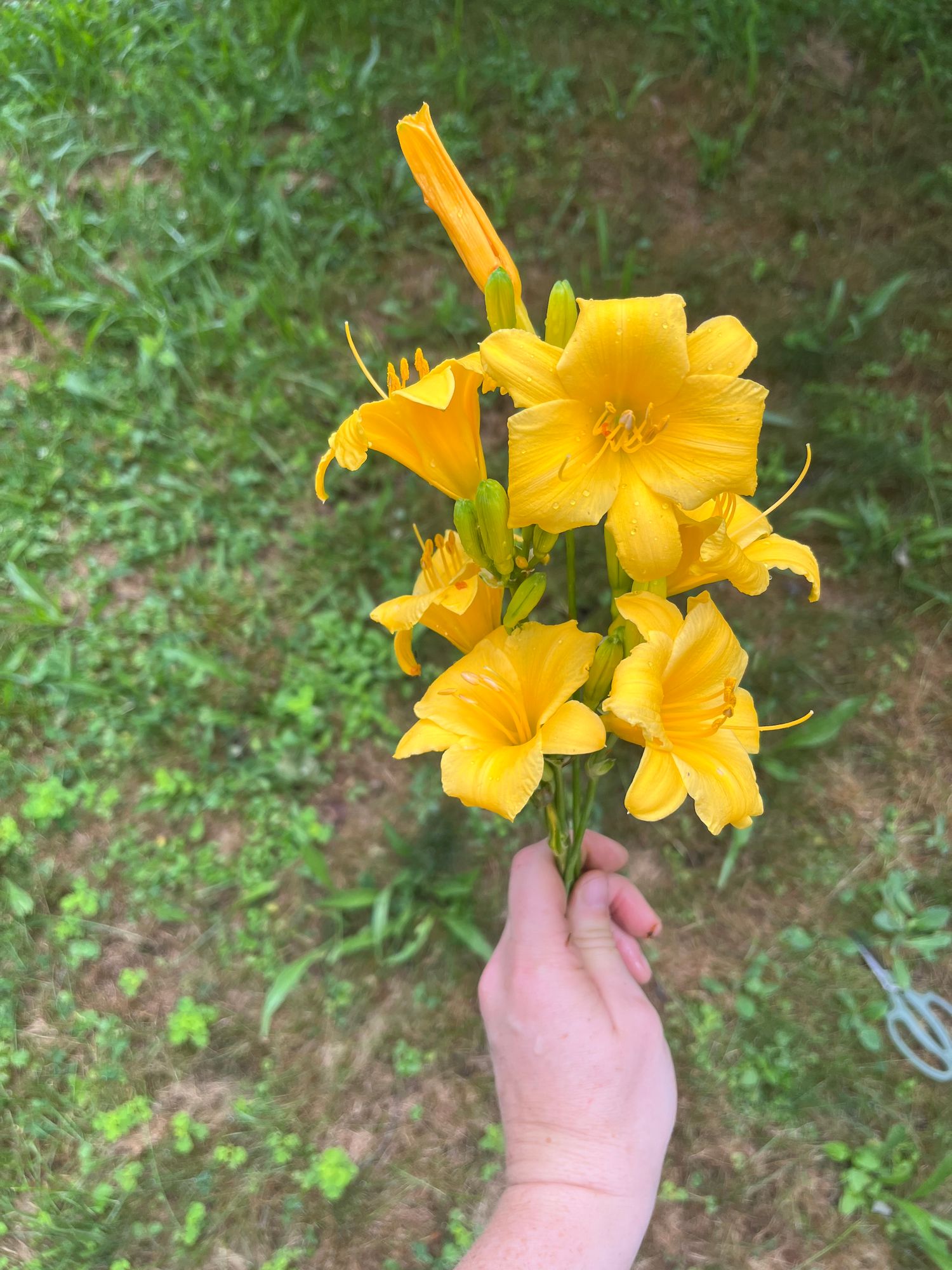 HEMEROCALLIS