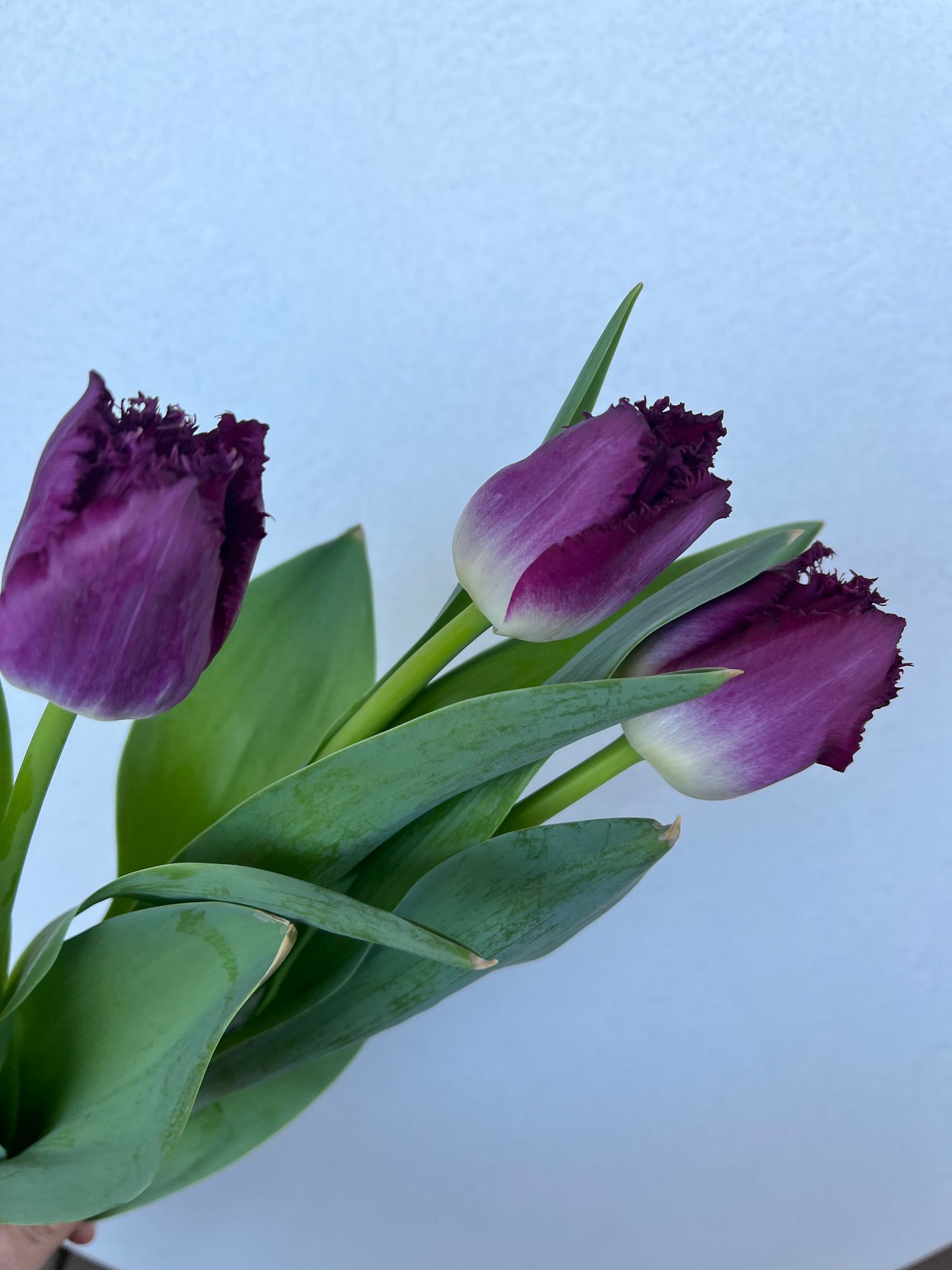 TULIPA San Martin