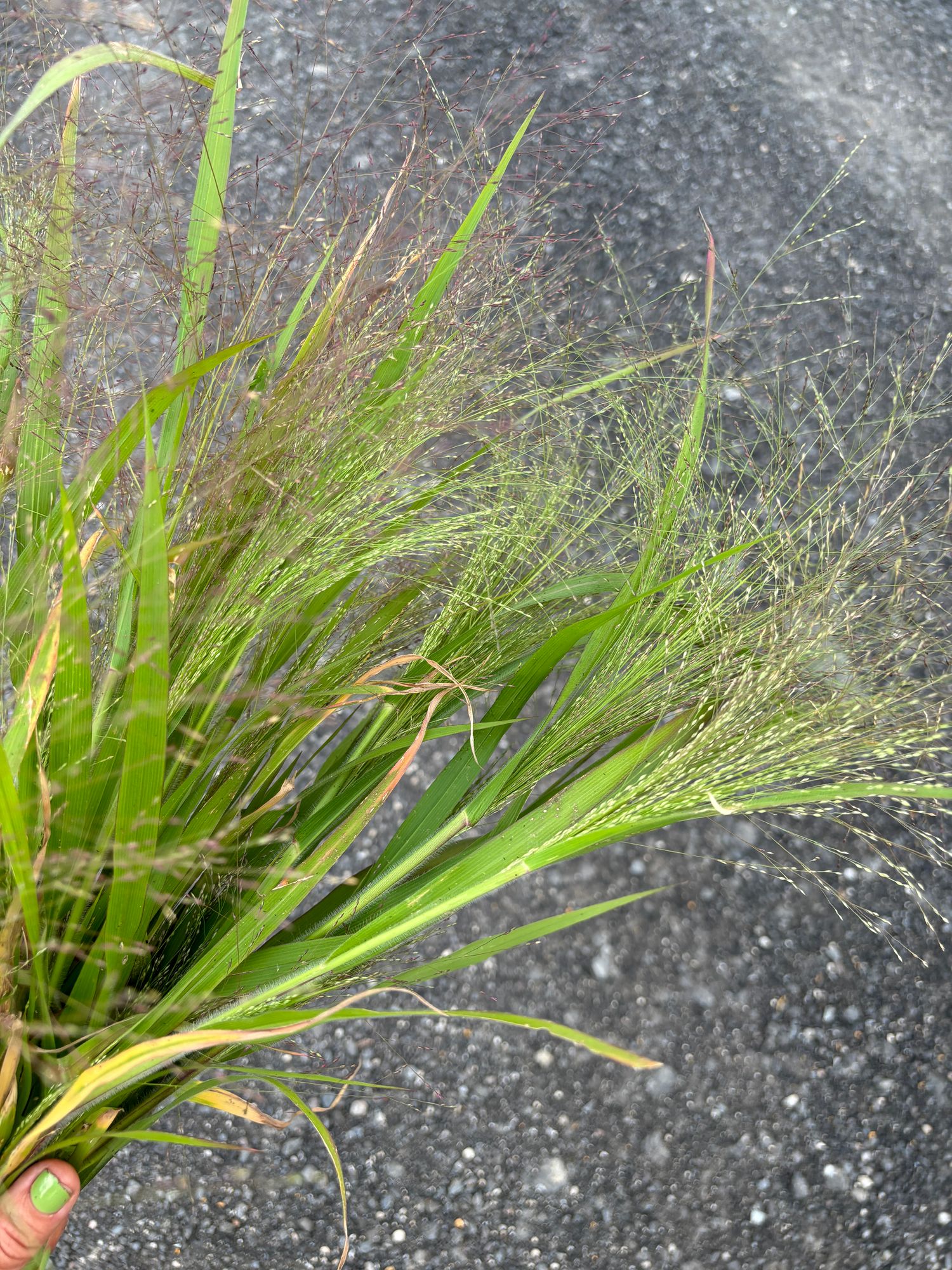PANICUM elegans