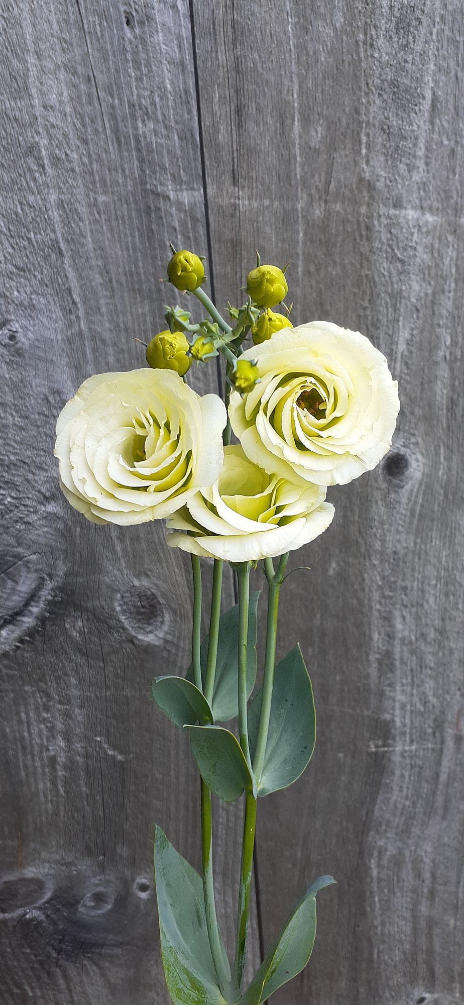 EUSTOMA grandiflorum Croma 3