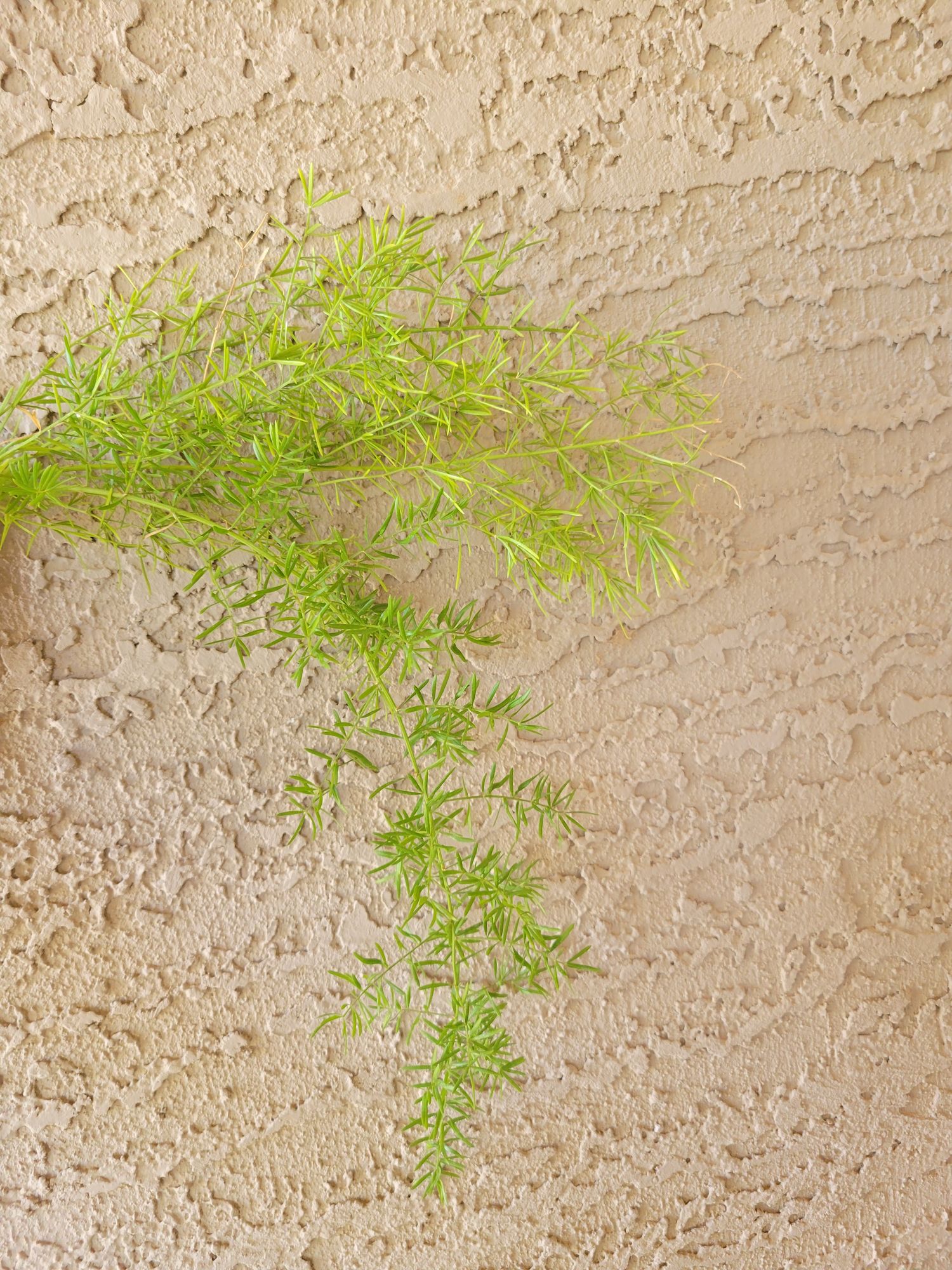 ASPARAGUS retrofractus