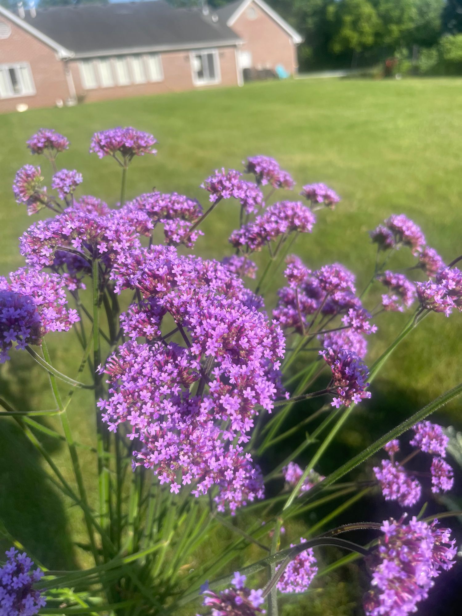 VERBENA bonariensis