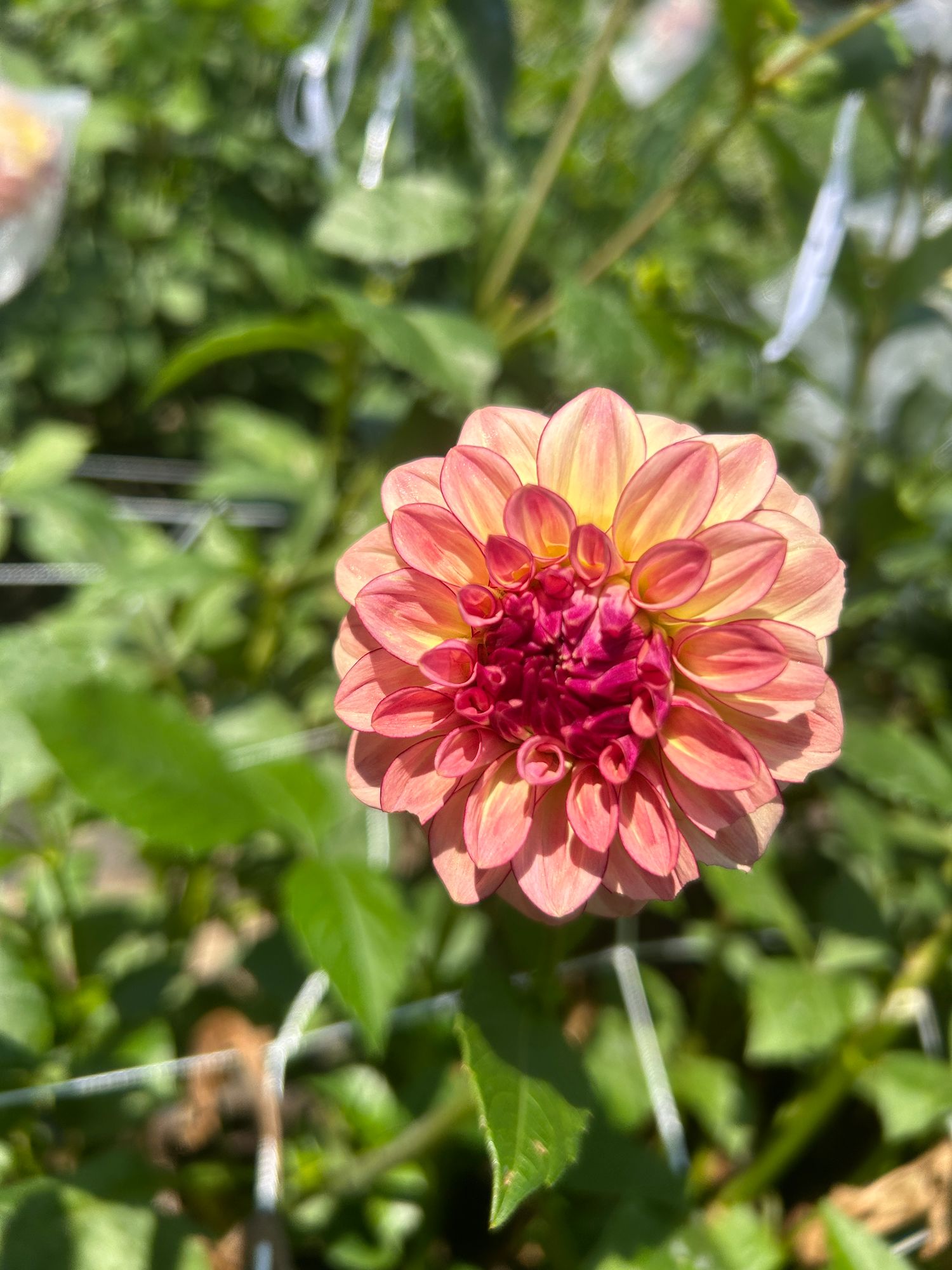 DAHLIA KA Mocha Katie