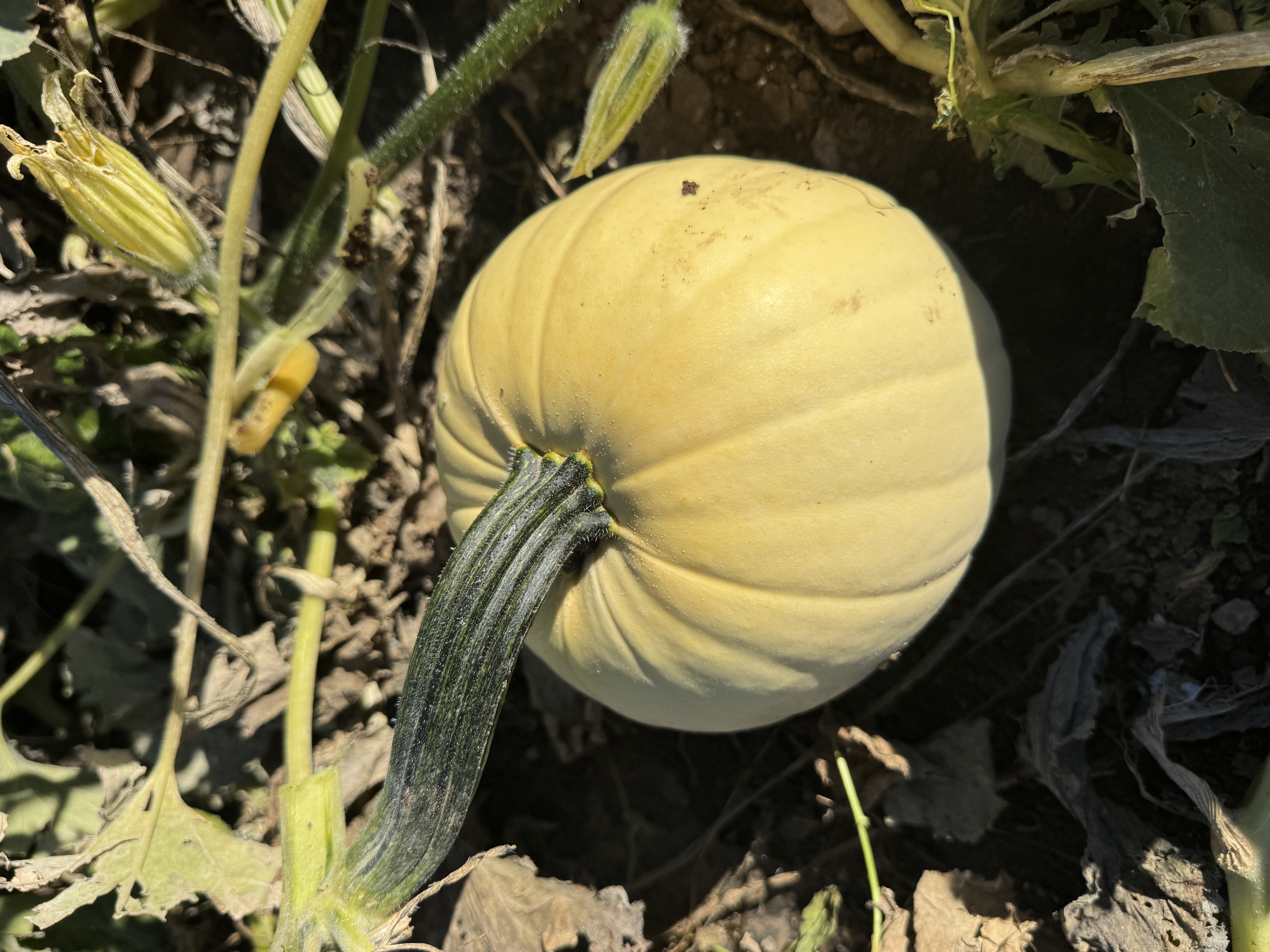 Pumpkin, Heirloom