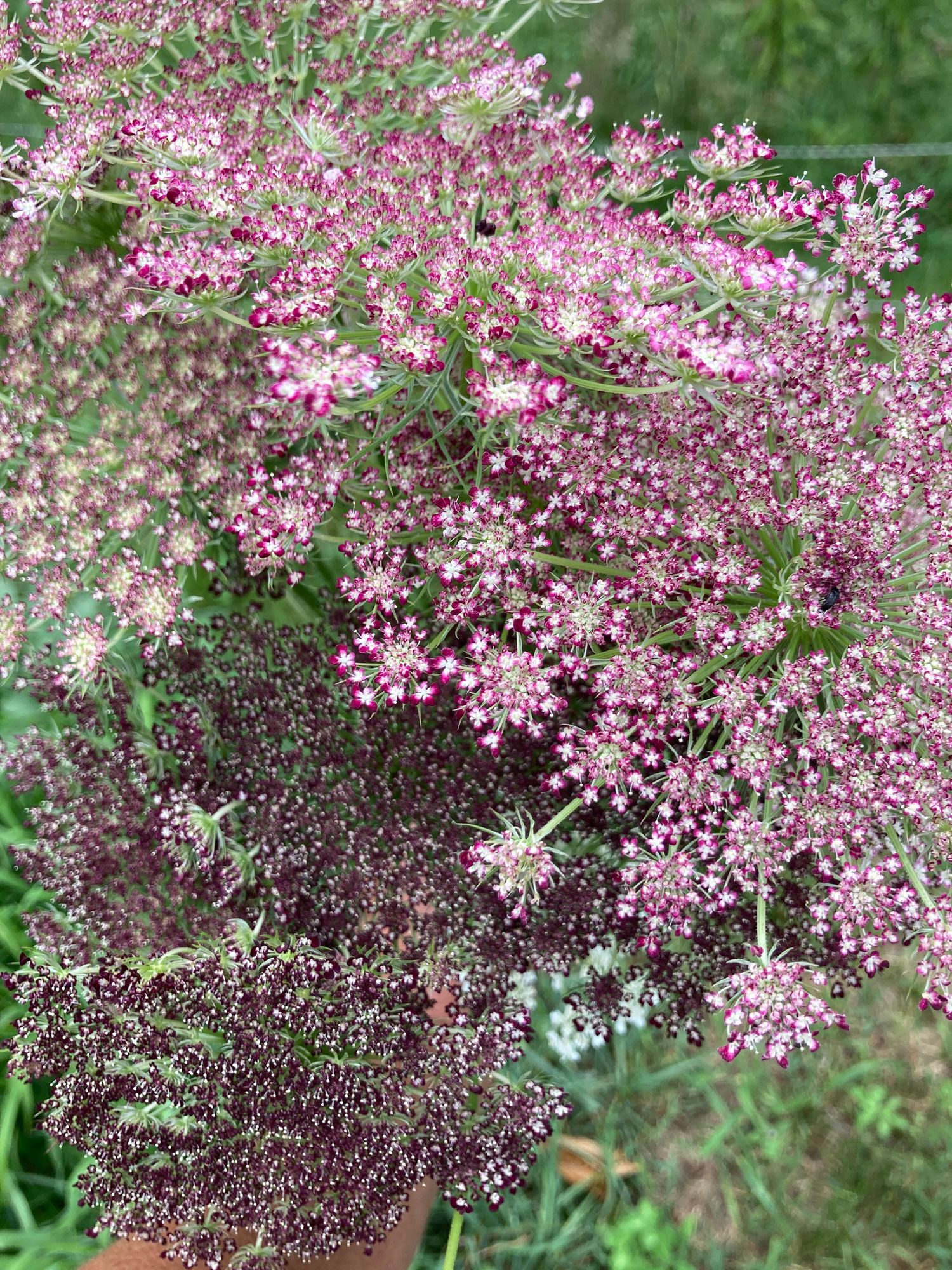 DAUCUS carota Dara