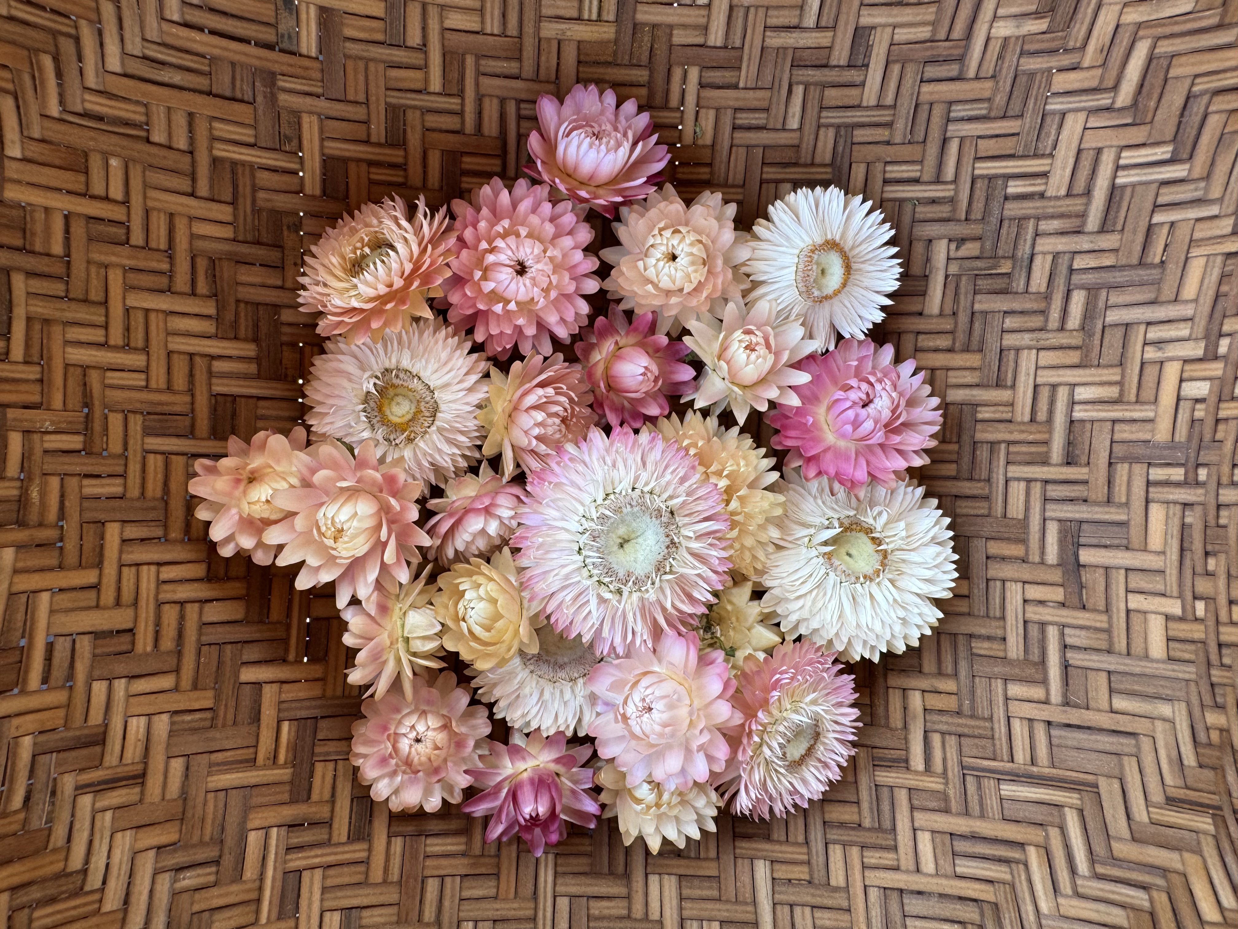 Dried Strawflower Heads- Silvery Rose #25