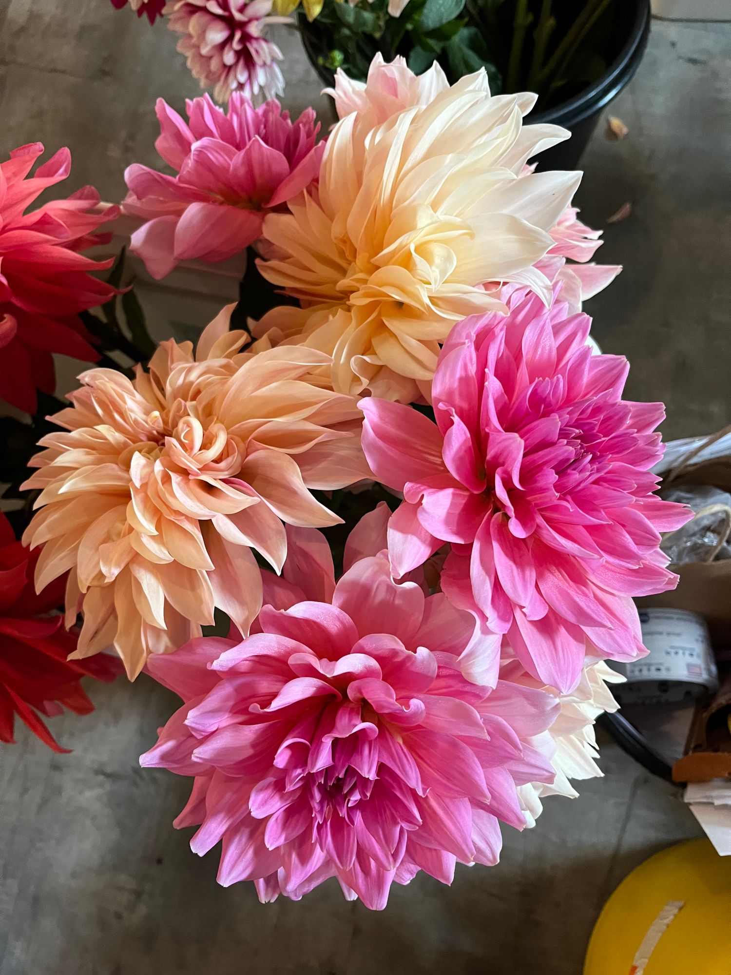 DAHLIA Decorative