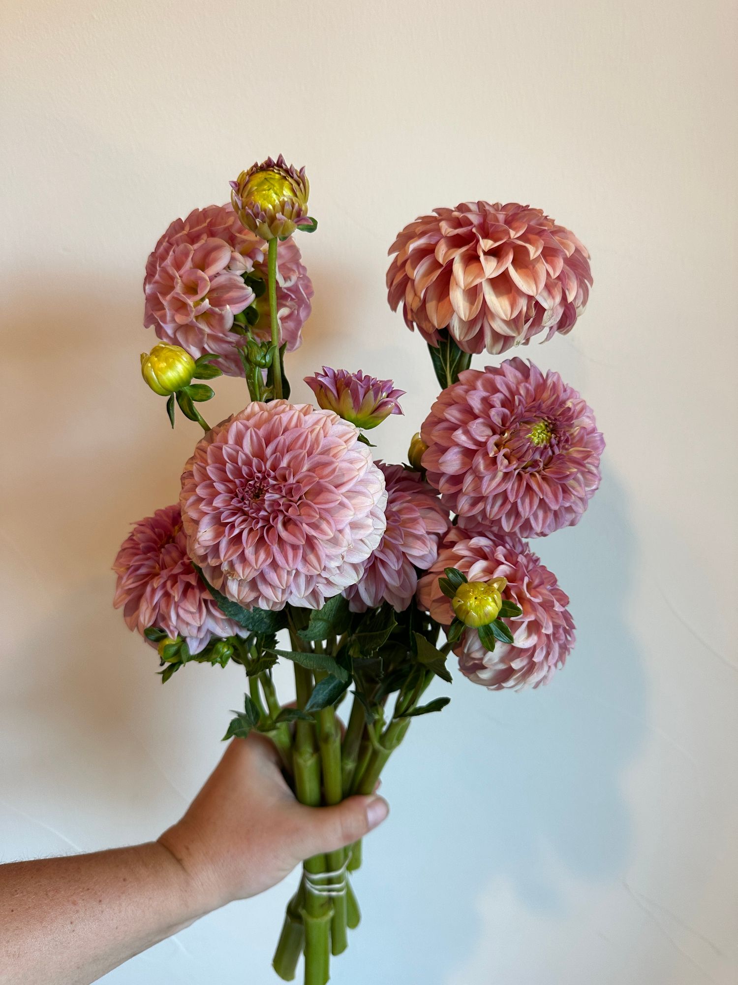 DAHLIA Rock Run Ashley