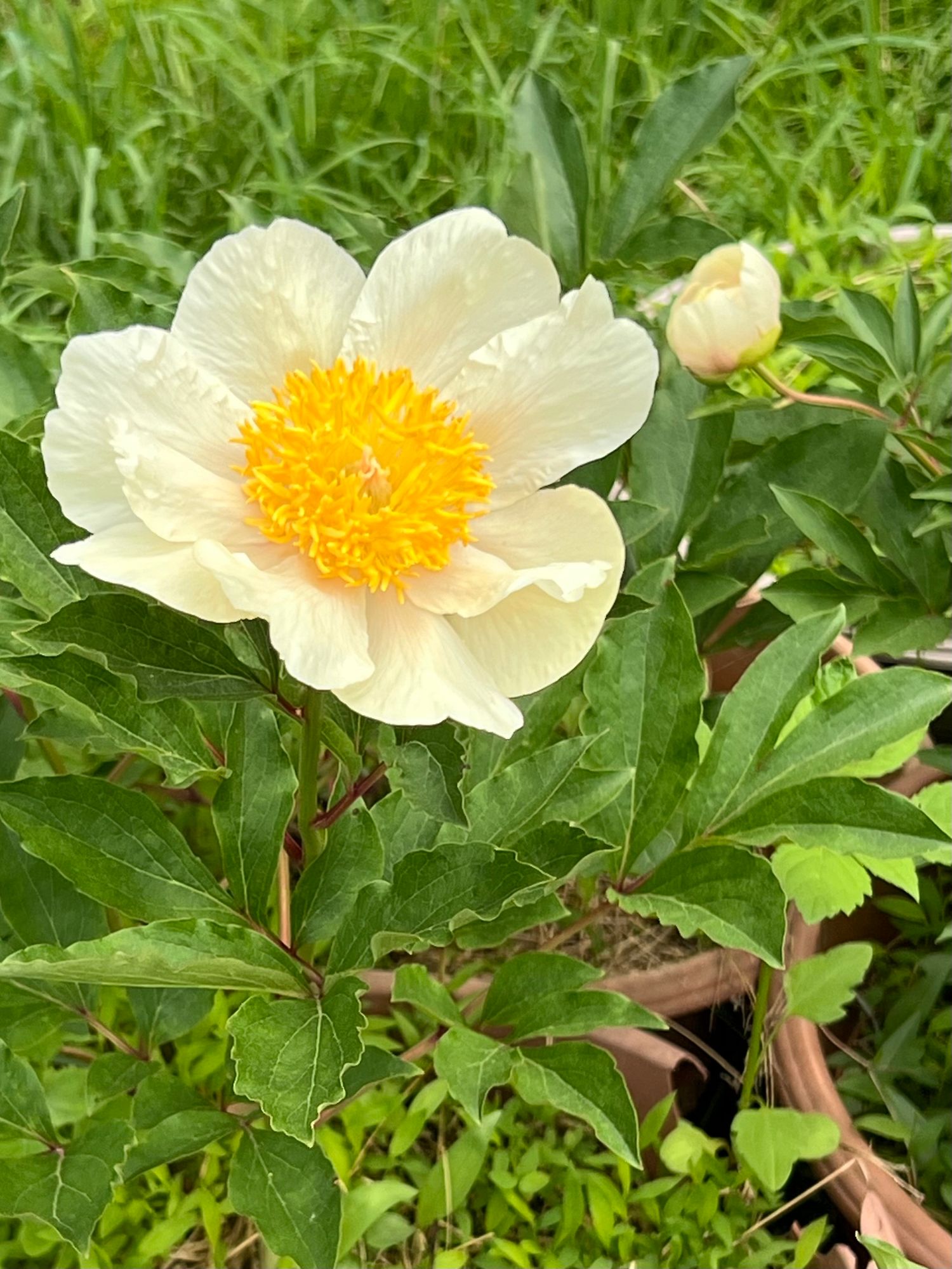 PAEONIA lactiflora Claire de Lune