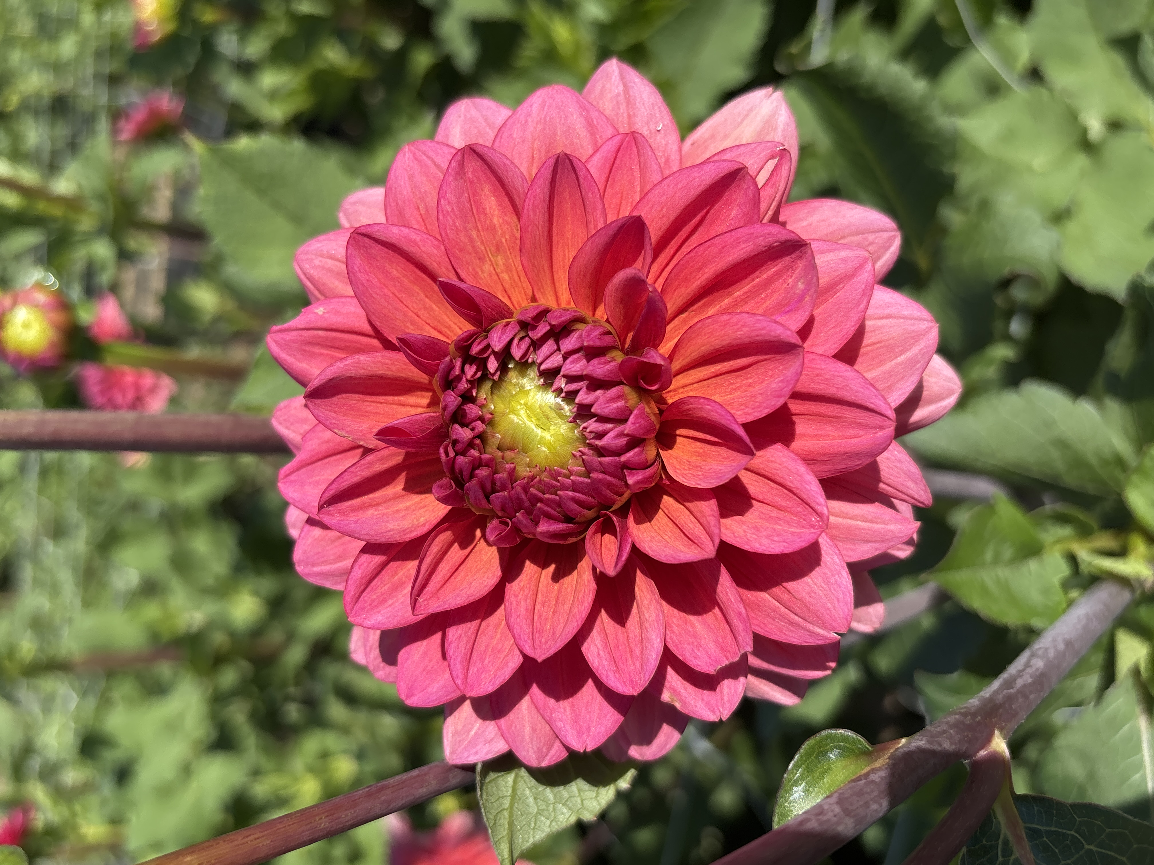DAHLIA Salmon Runner