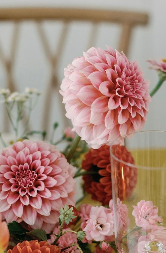 DAHLIA Peaches n Cream