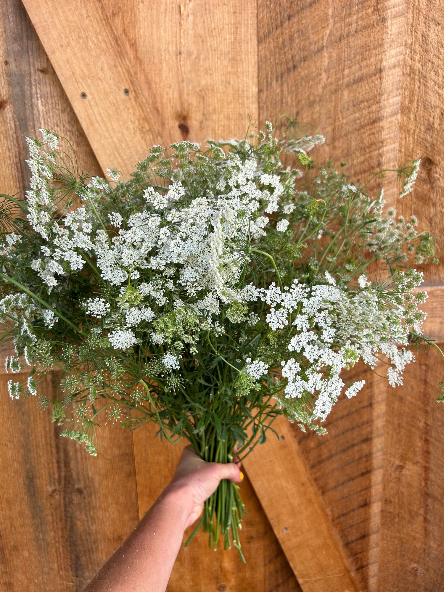 AMMI majus