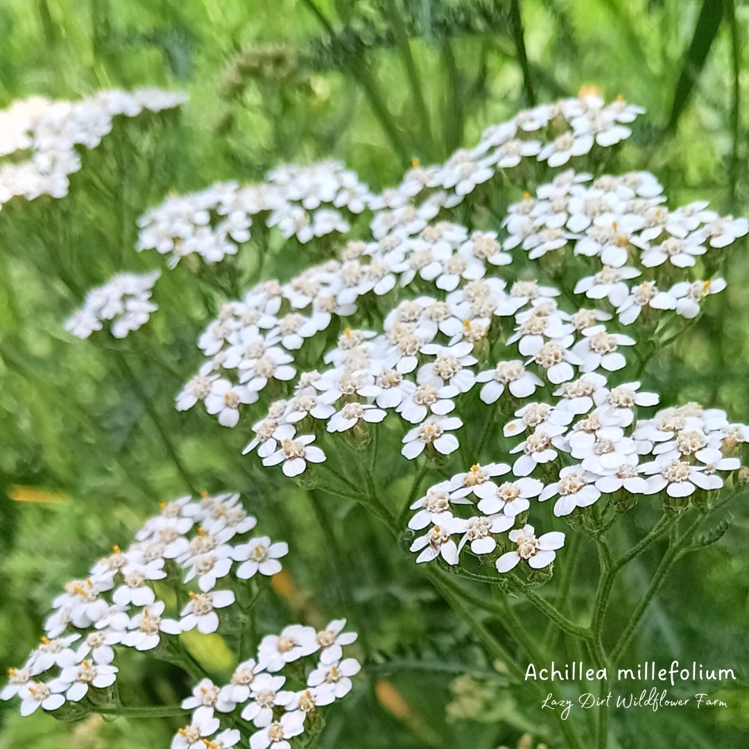 ACHILLEA millefolium