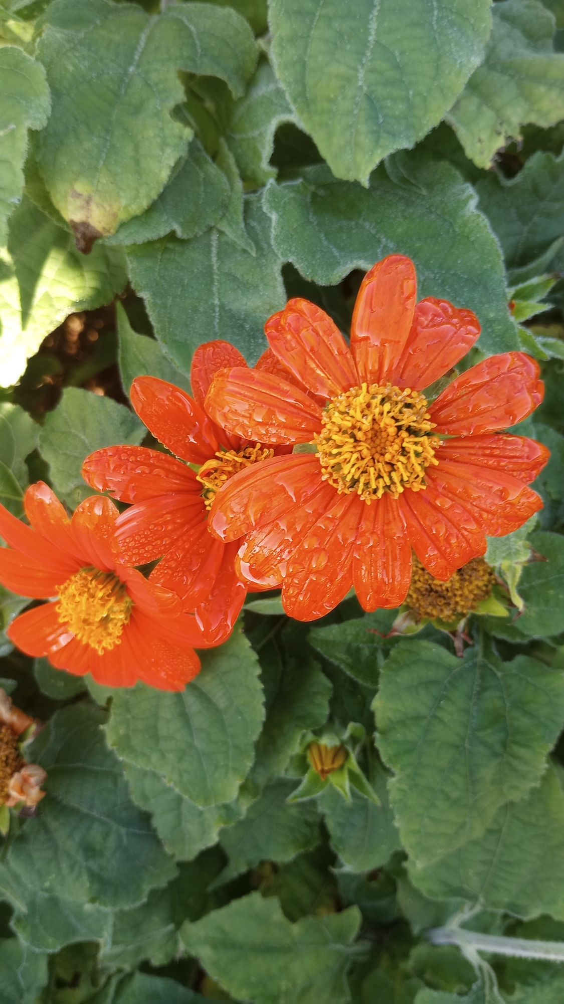 TITHONIA rotundifolia