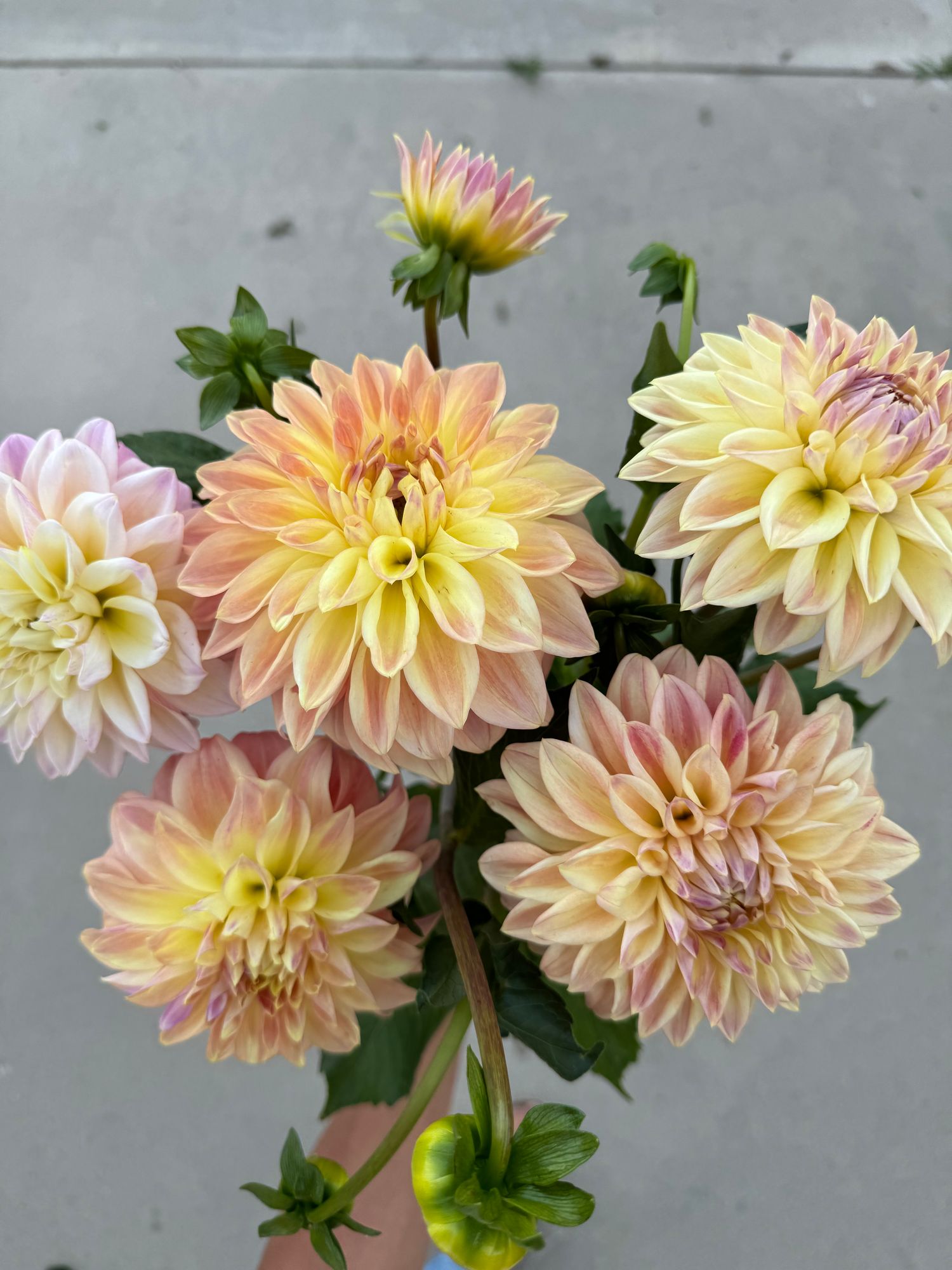 DAHLIA