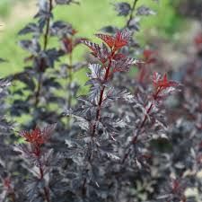 PHYSOCARPUS opulifolius Summer Wine