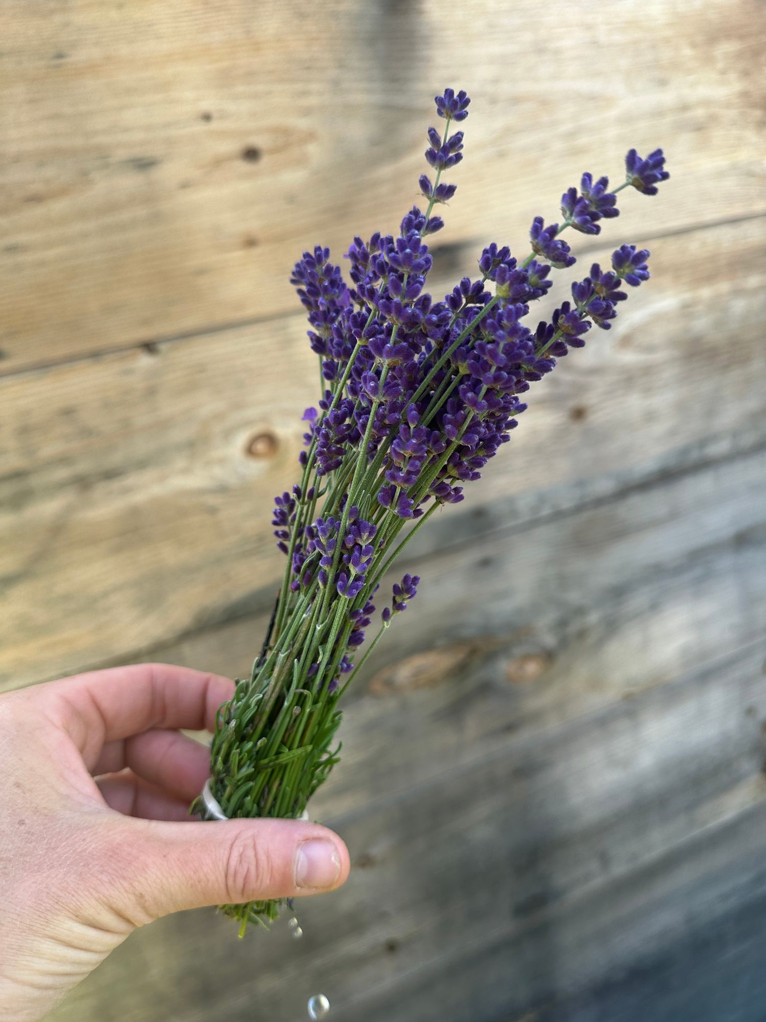 LAVANDULA
