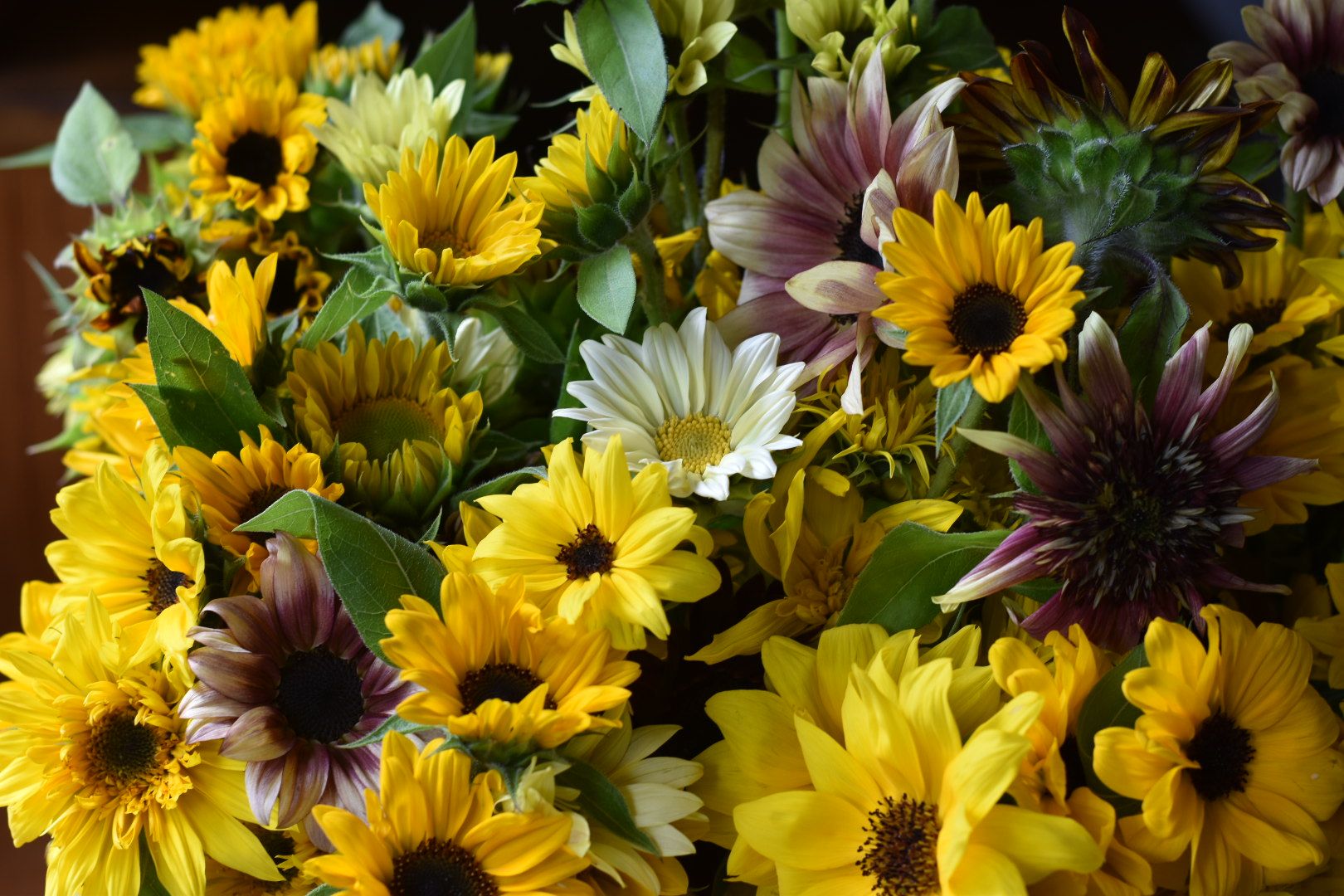 HELIANTHUS