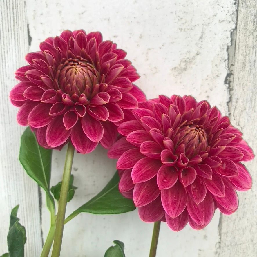DAHLIA