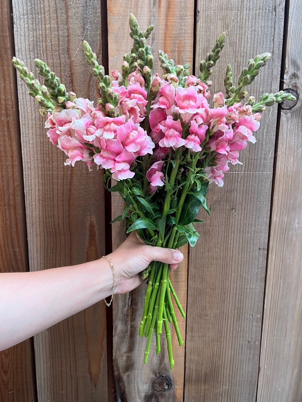 ANTIRRHINUM majus Bridal Pink