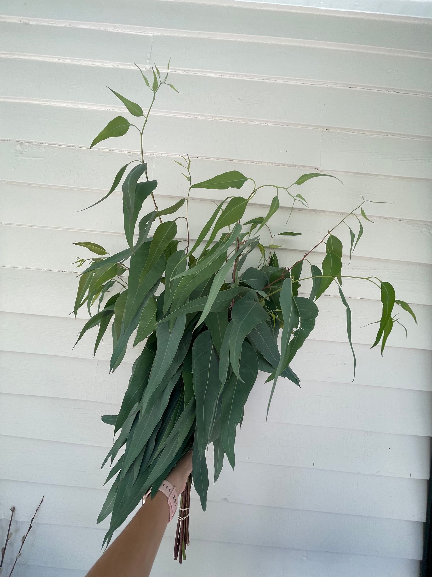 EUCALYPTUS tereticornis
