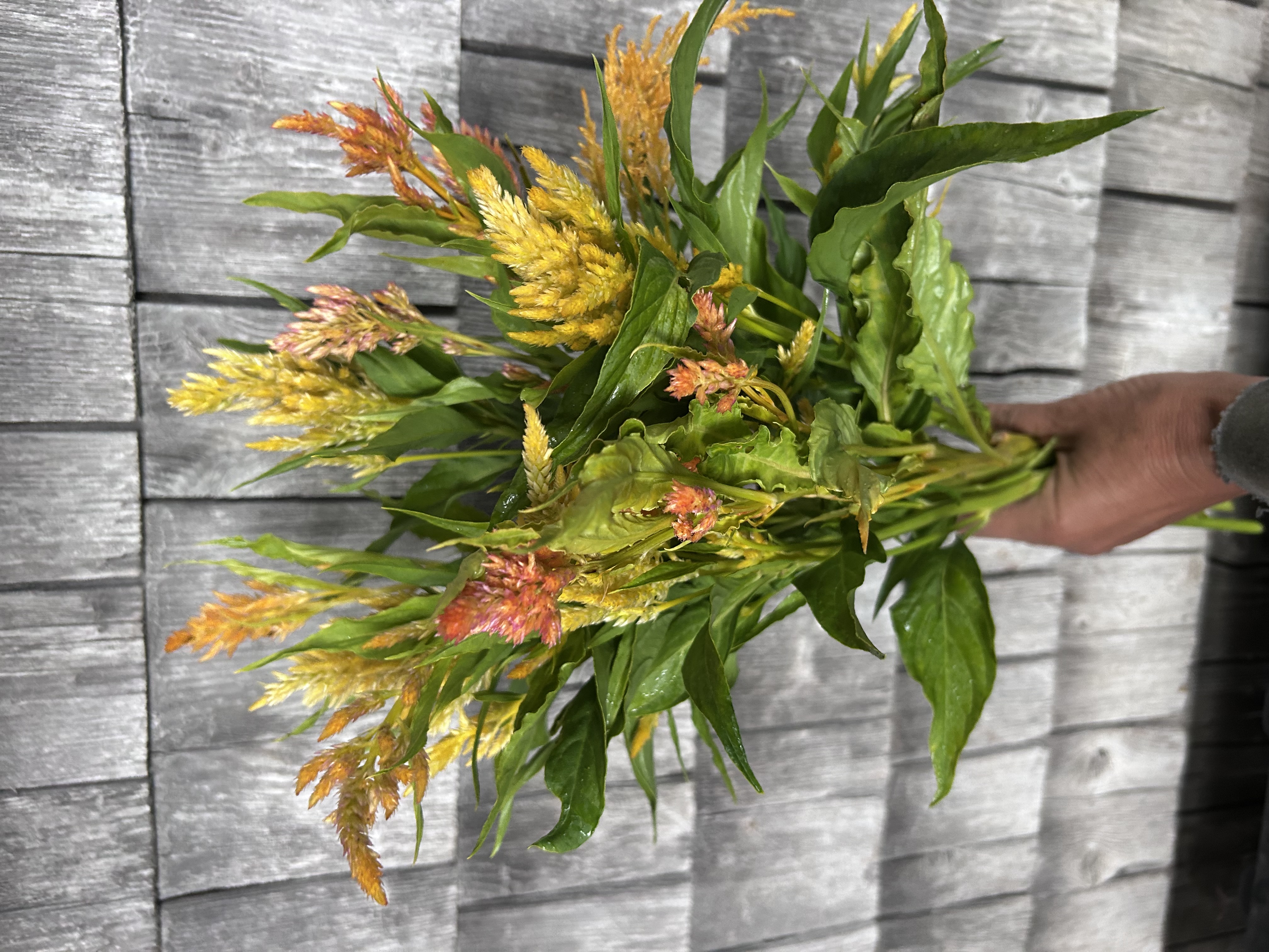 CELOSIA argentea var. spicata Shimmer