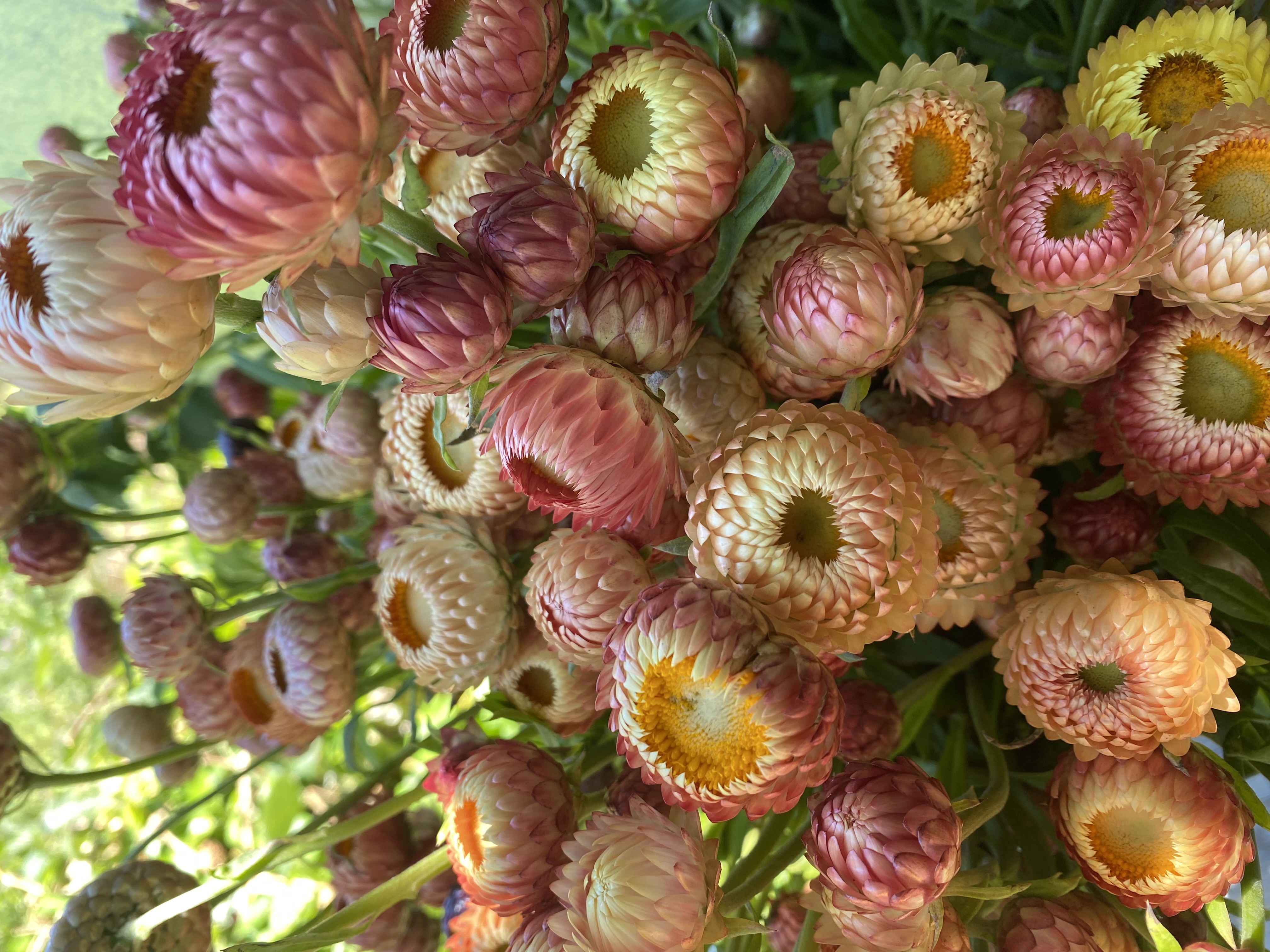 XEROCHRYSUM bracteatum Apricot Peach