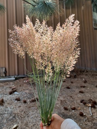 MELINUS nerviglumis Savannah