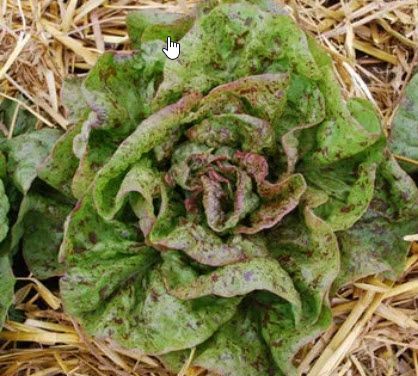 Greens: Lettuce, Leaf Green Speckled