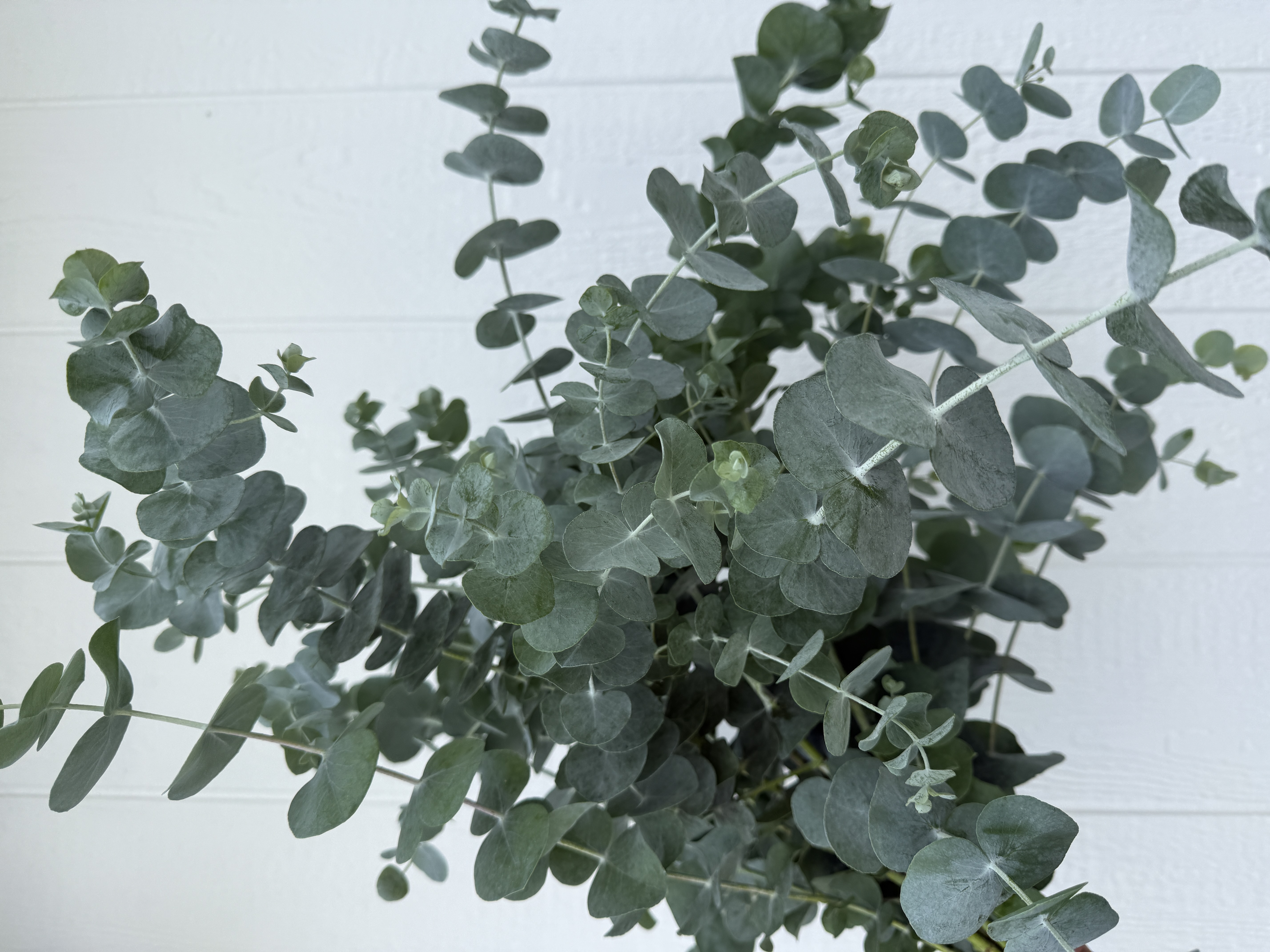 EUCALYPTUS pulverulenta