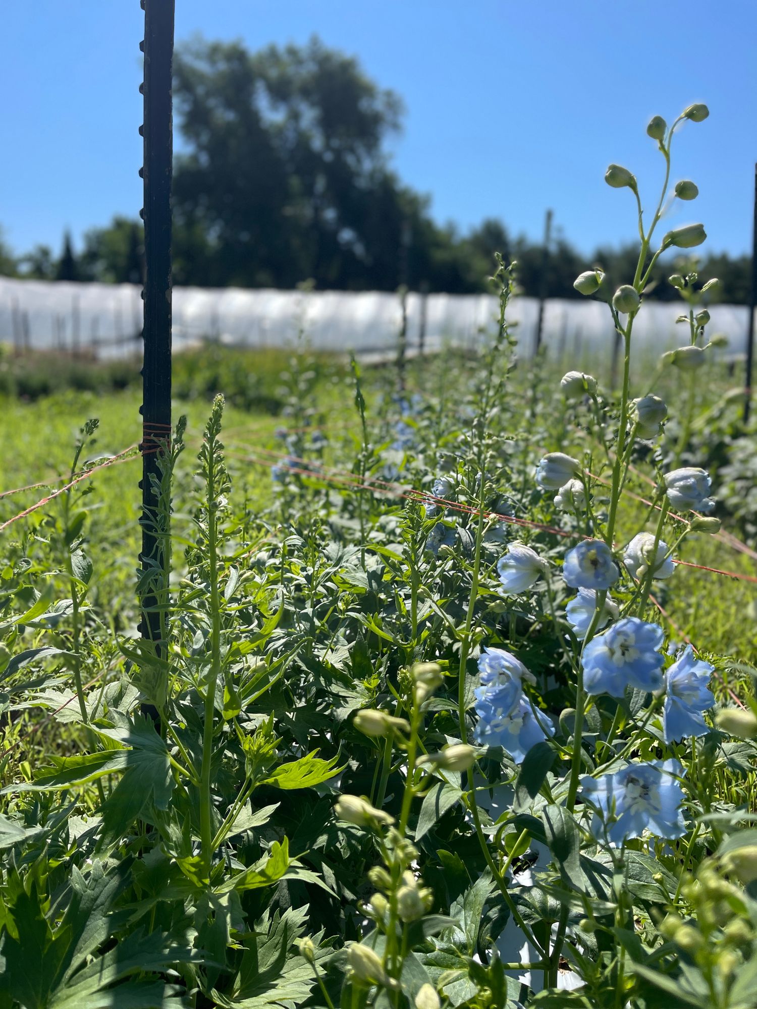 DELPHINIUM elatum Pacific Giants Summer Skies
