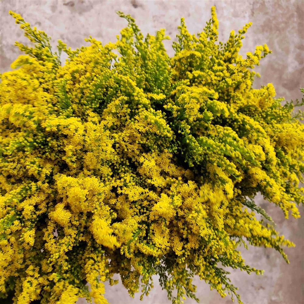 SOLIDAGO canadensis