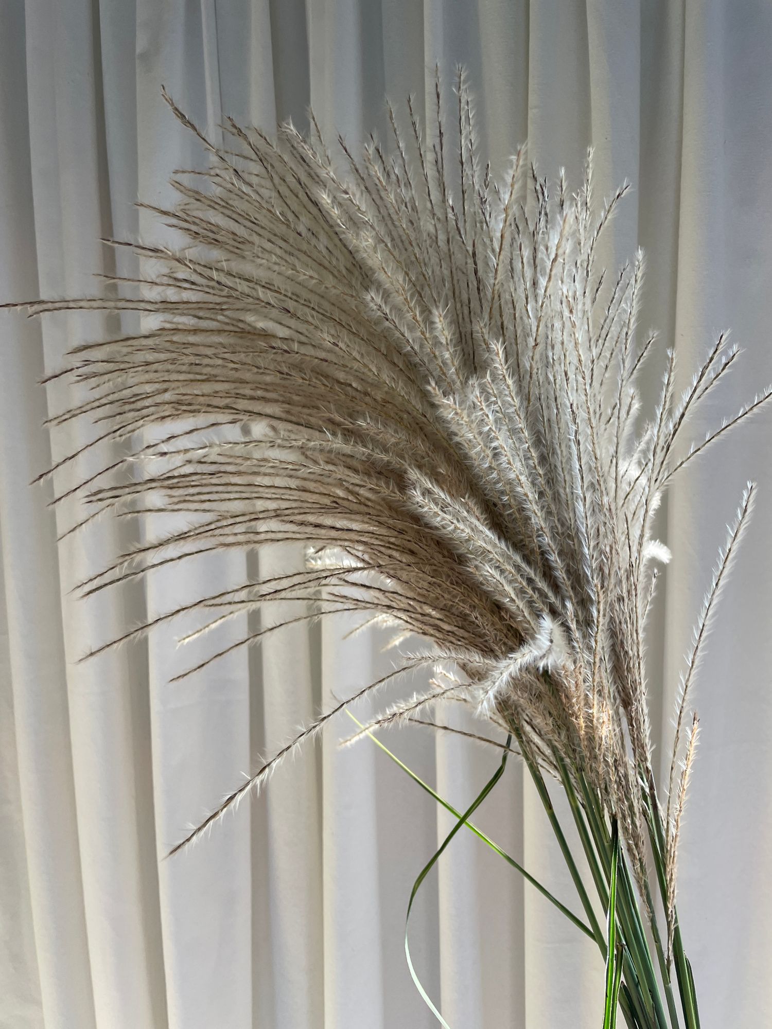 MISCANTHUS oligostachyus