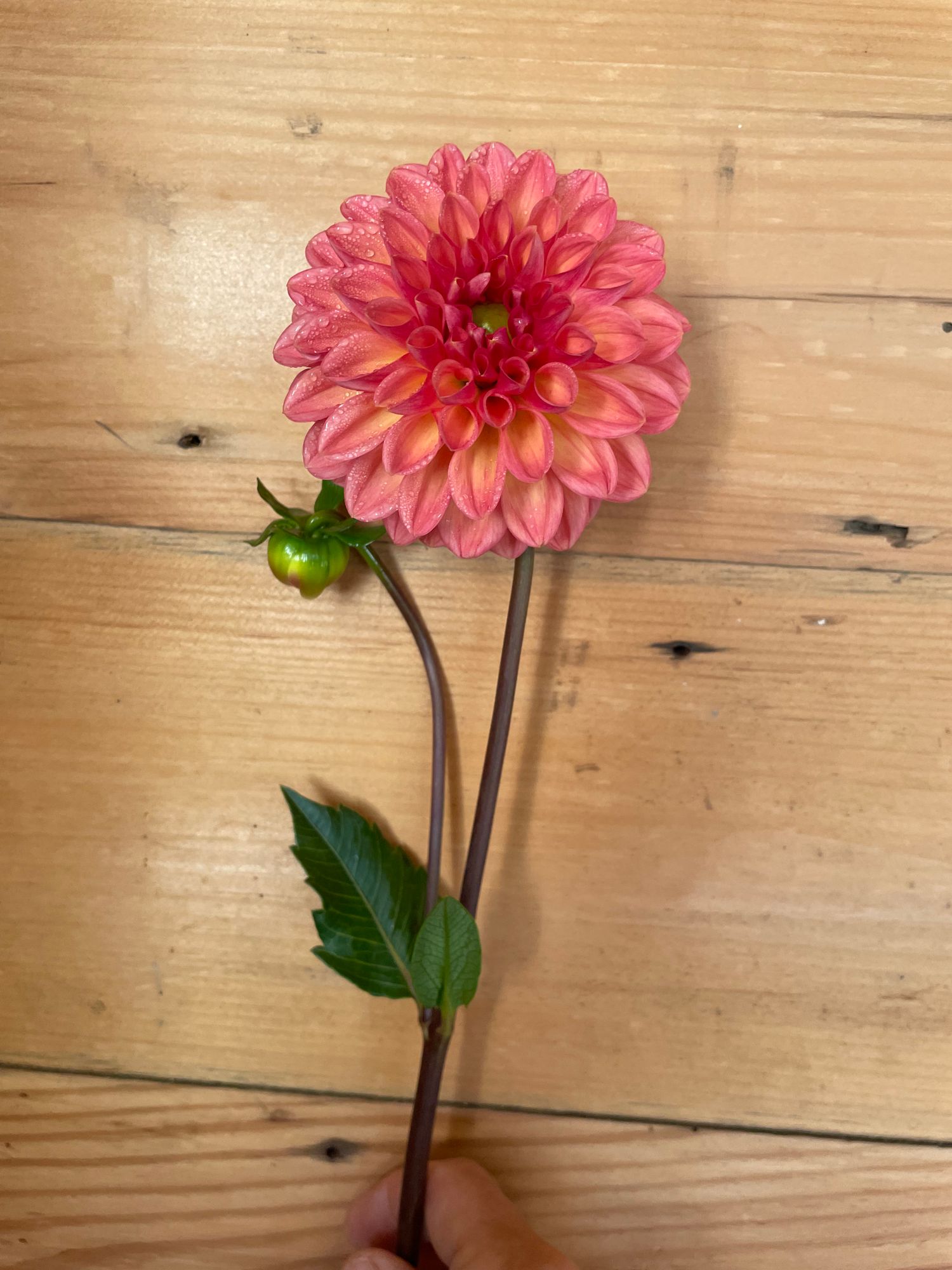 DAHLIA Larks Ebbe