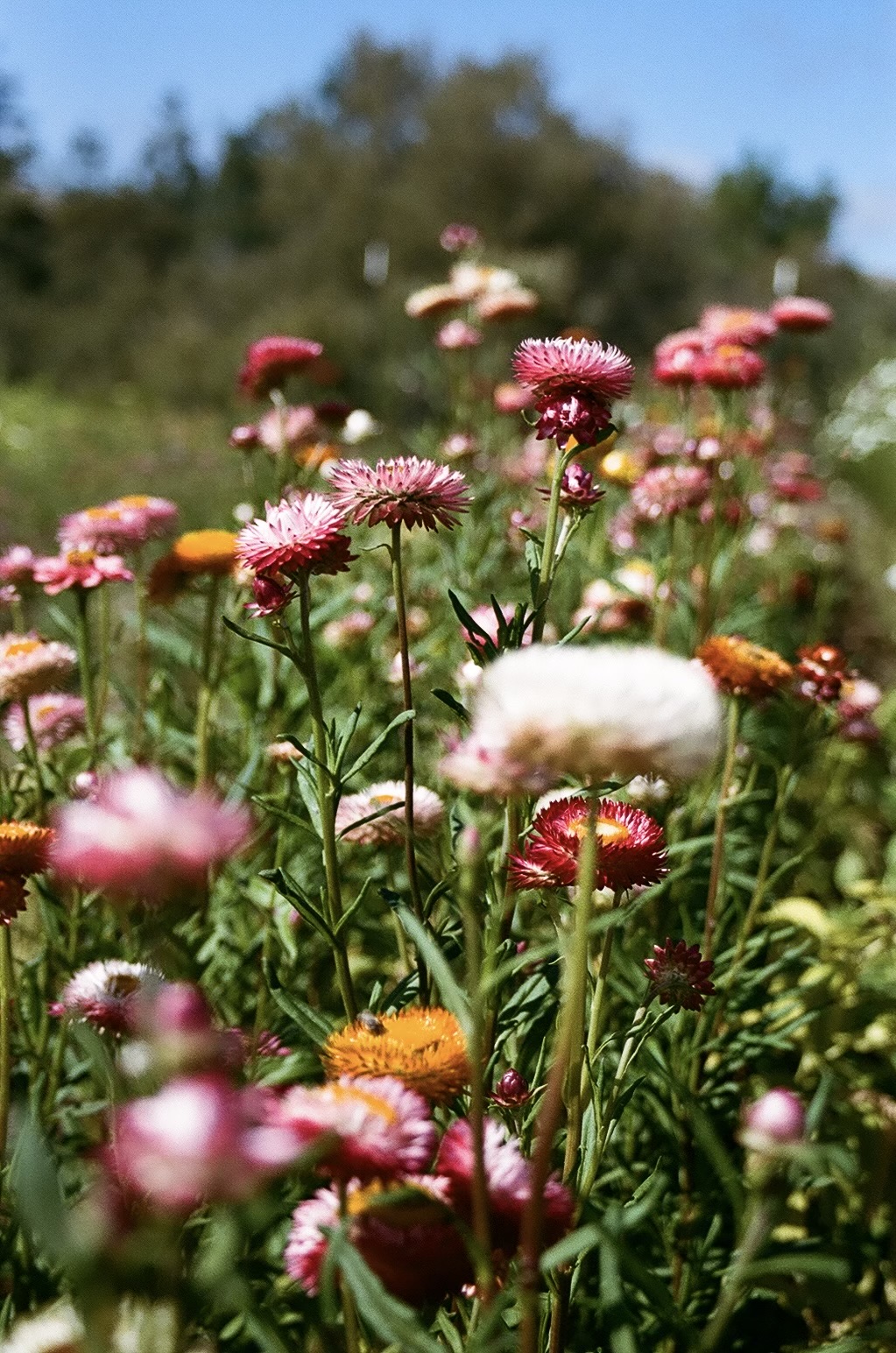 Strawflower