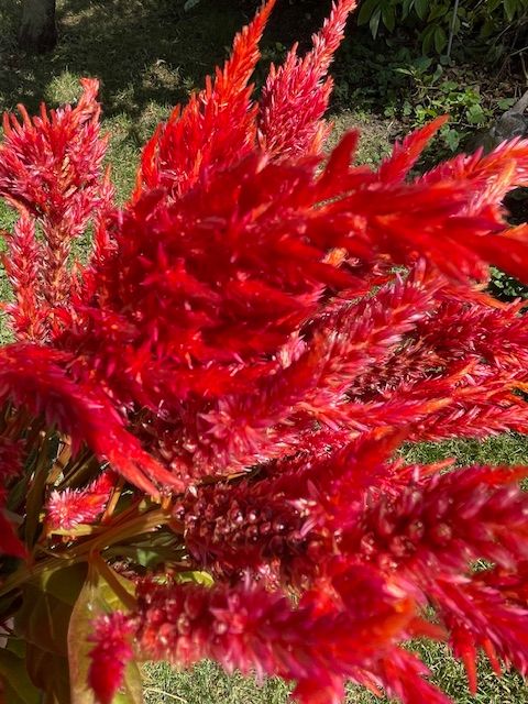 AMARANTHUS