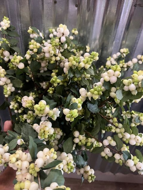 SYMPHORICARPOS albus