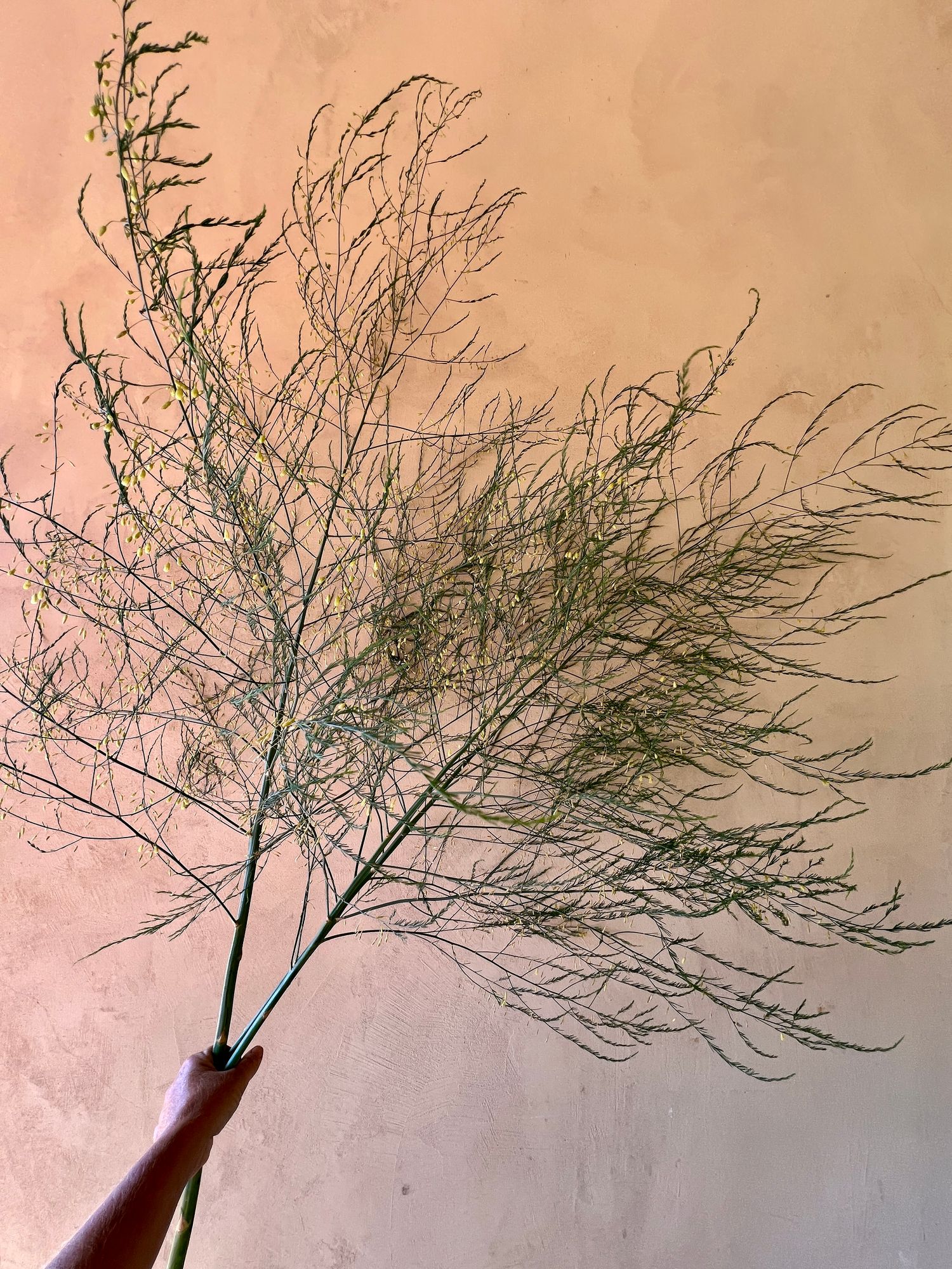 ASPARAGUS officinalis