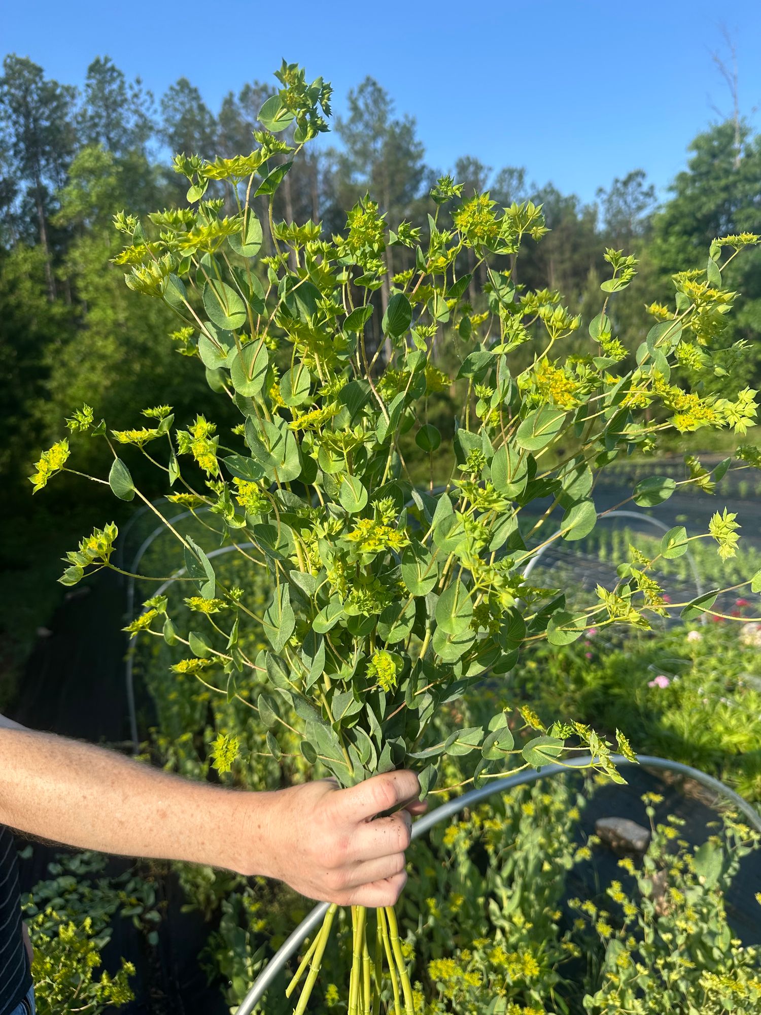 BUPLEURUM griffithii Green Gold