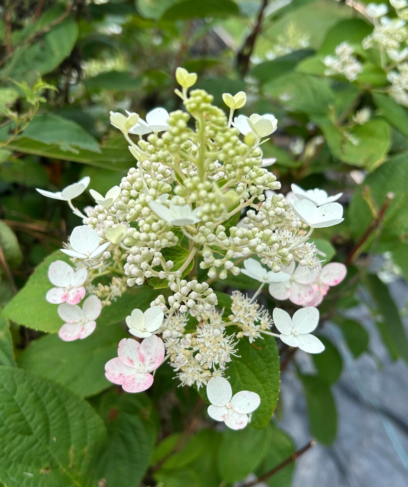 HYDRANGEA paniculata Tardiva