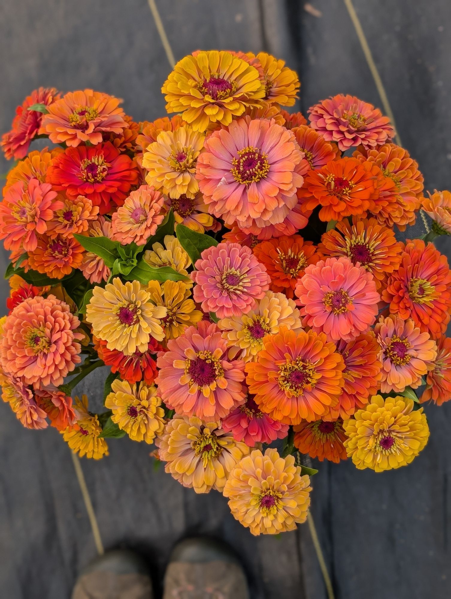 ZINNIA elegans Aurora