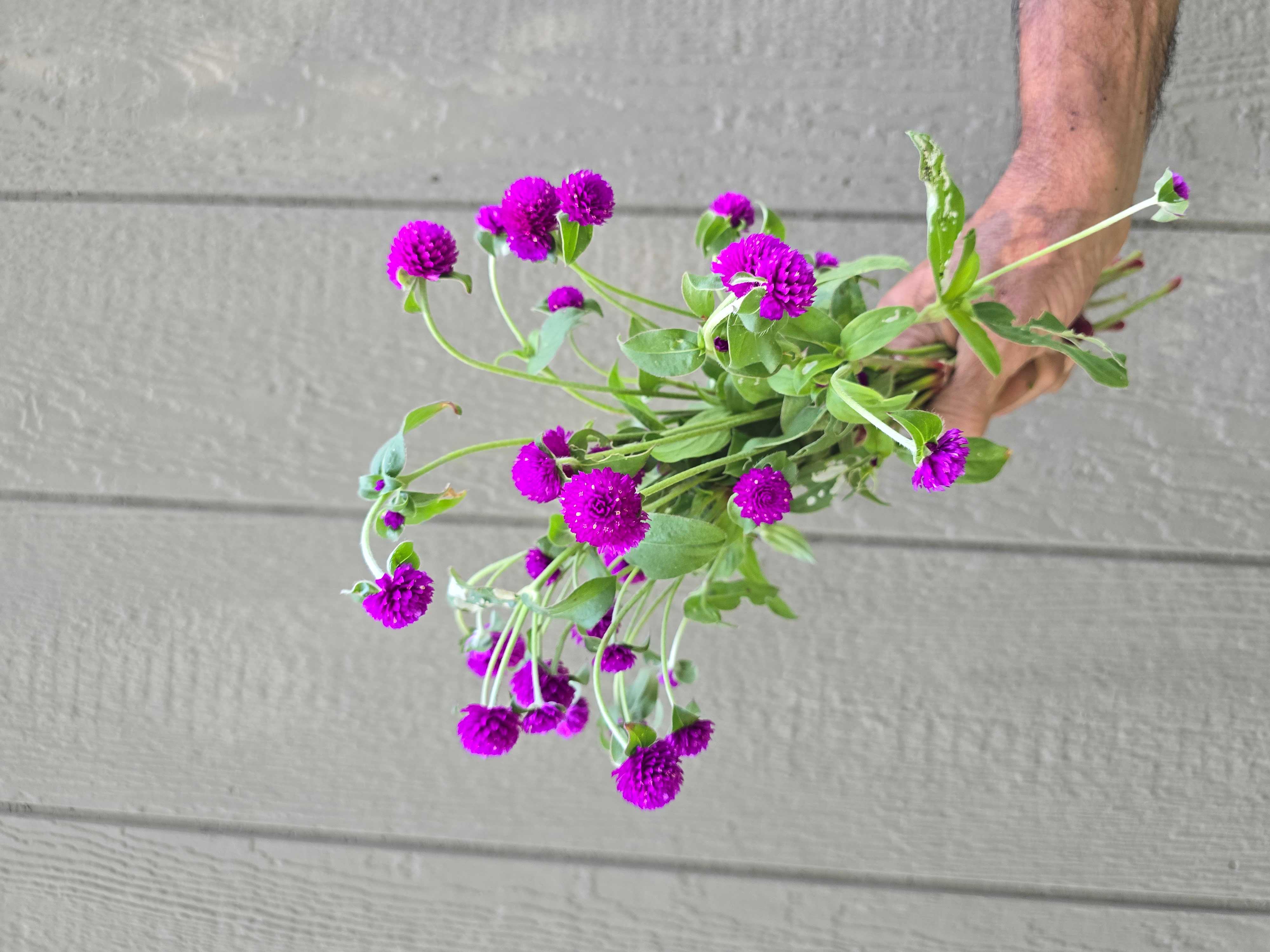 GOMPHRENA haageana