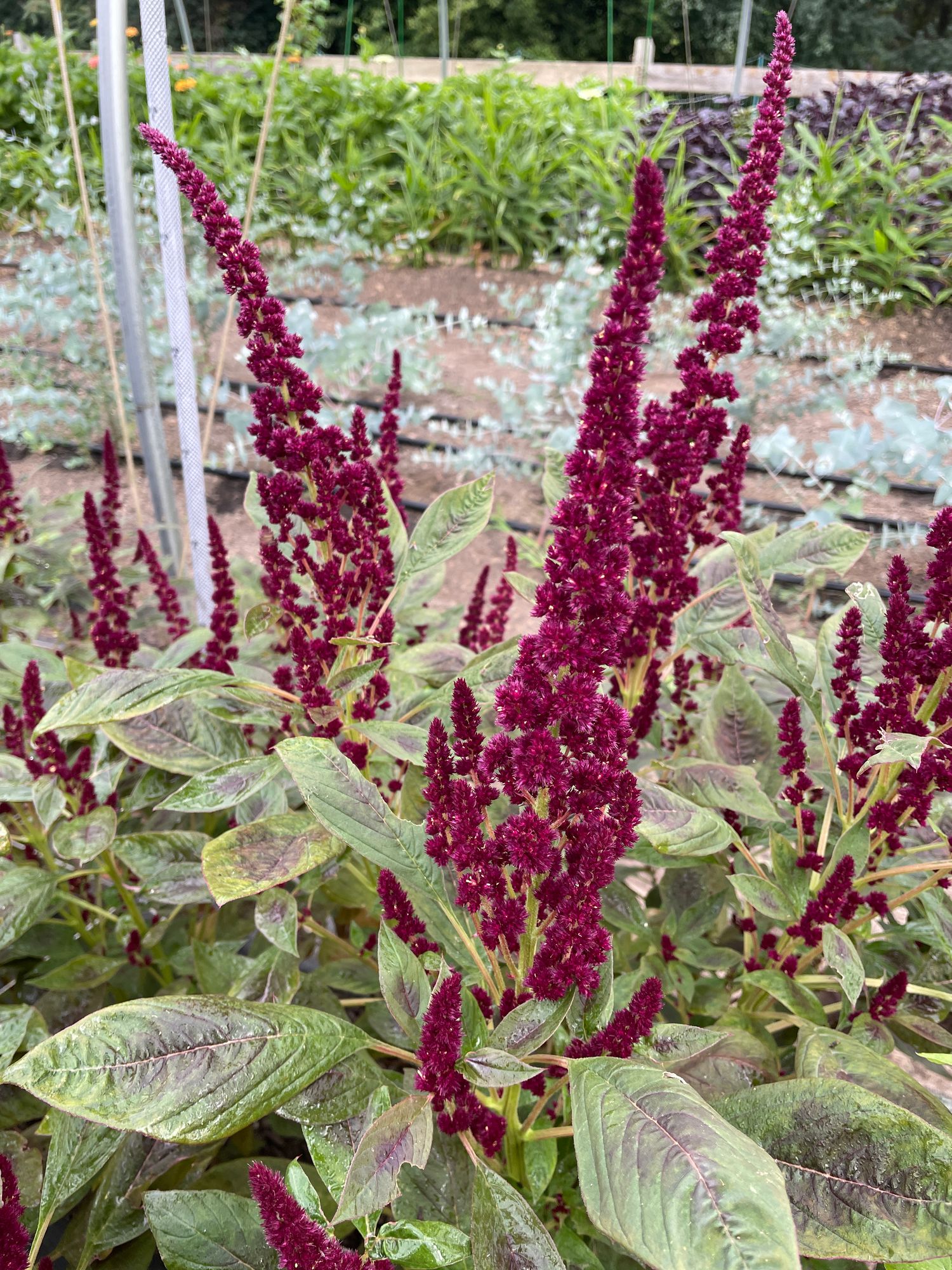 AMARANTHUS hypochondriacus Pygmy's Torch